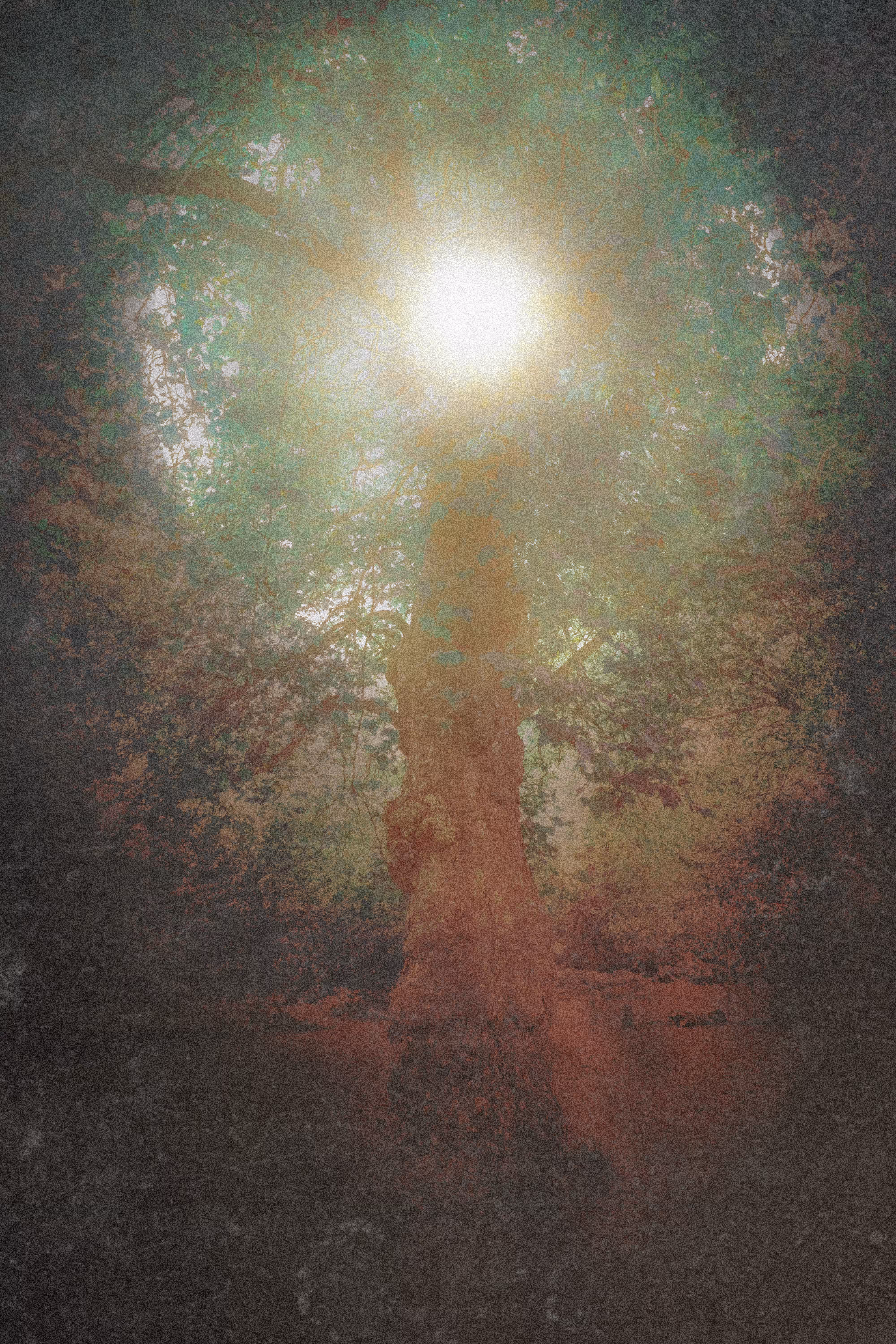 The Wishing Tree