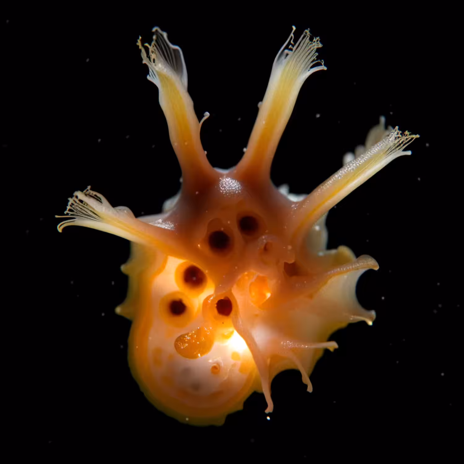 Incandes Coralina