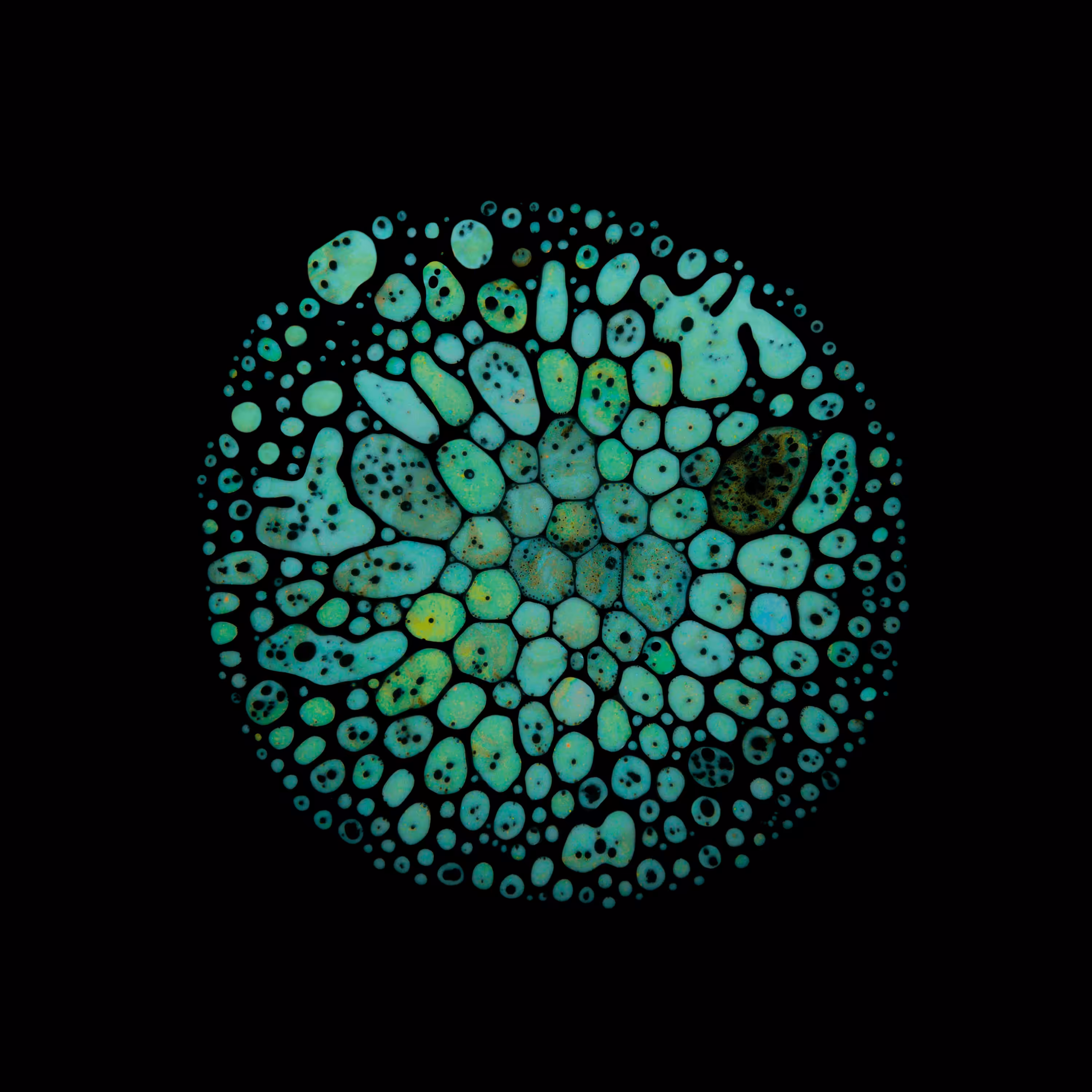 Haematopoiesis #72