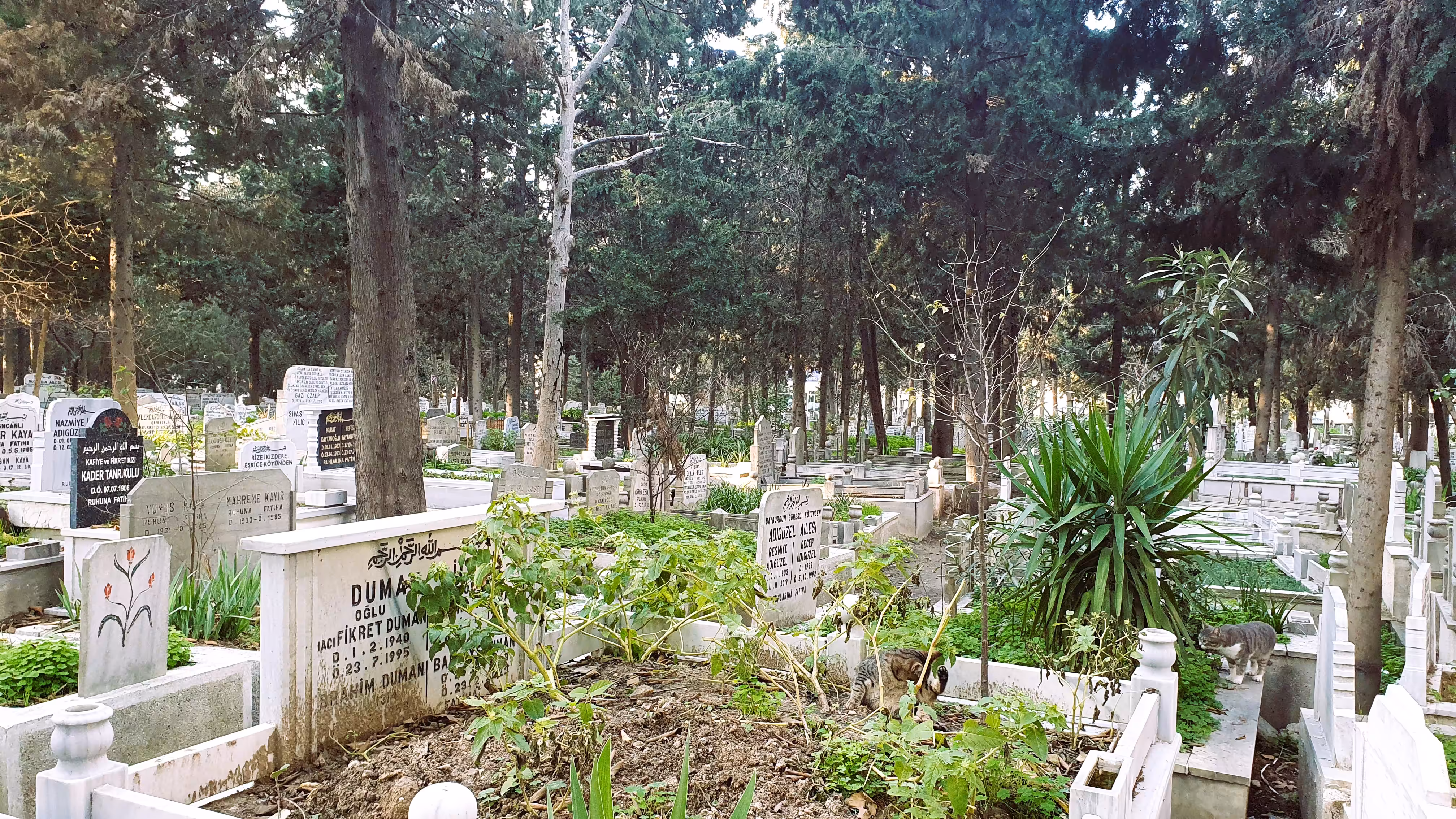 Cemetery-1