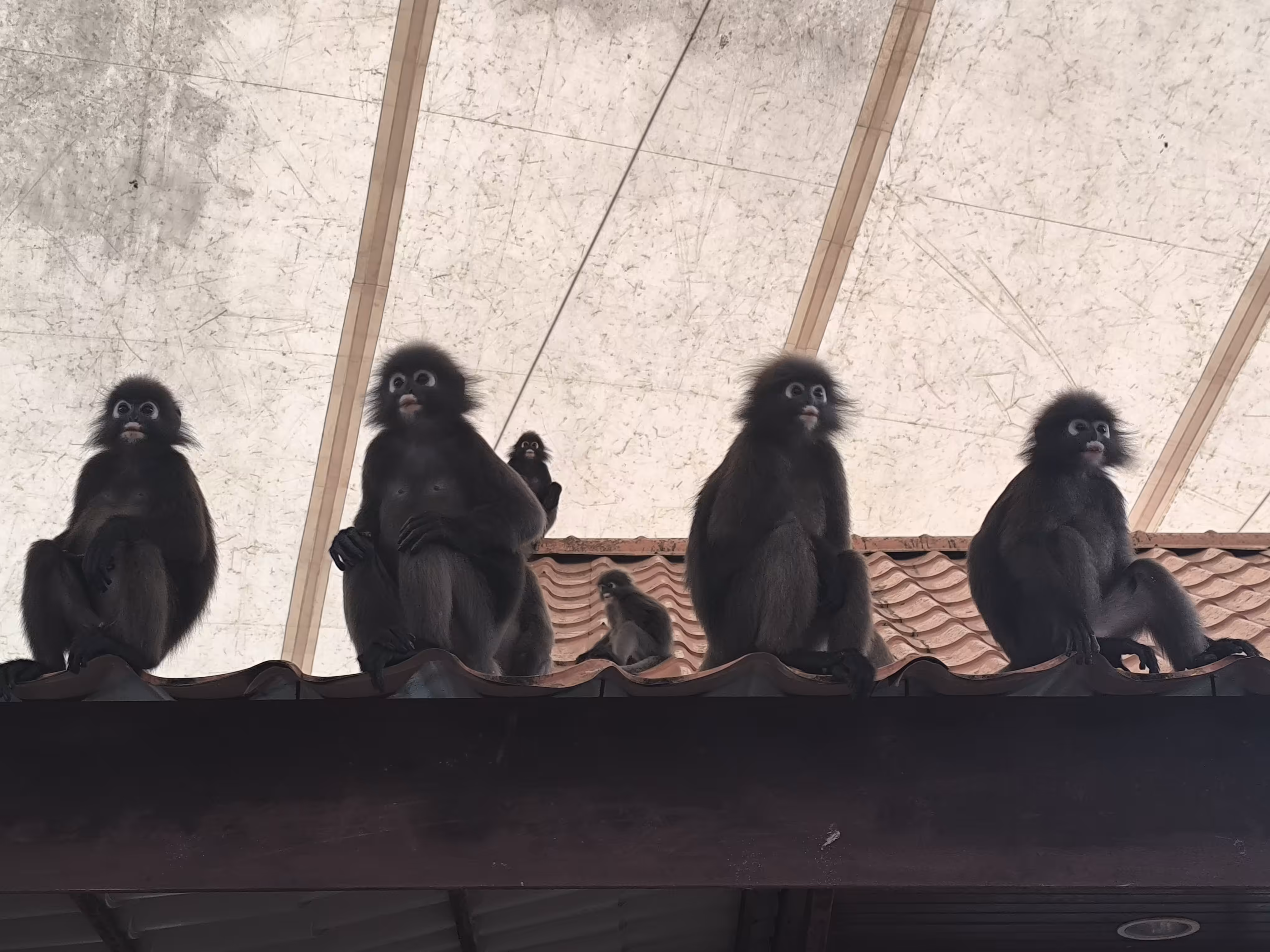 Dusky Leaf Monkeys