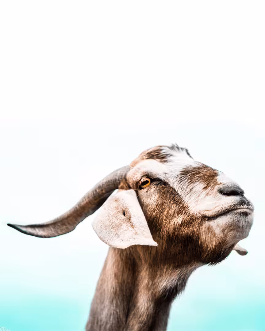 The Goat