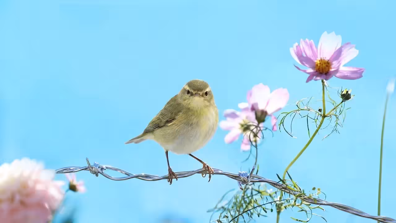 Birds Observations: Maybel, Caroline's Meadow