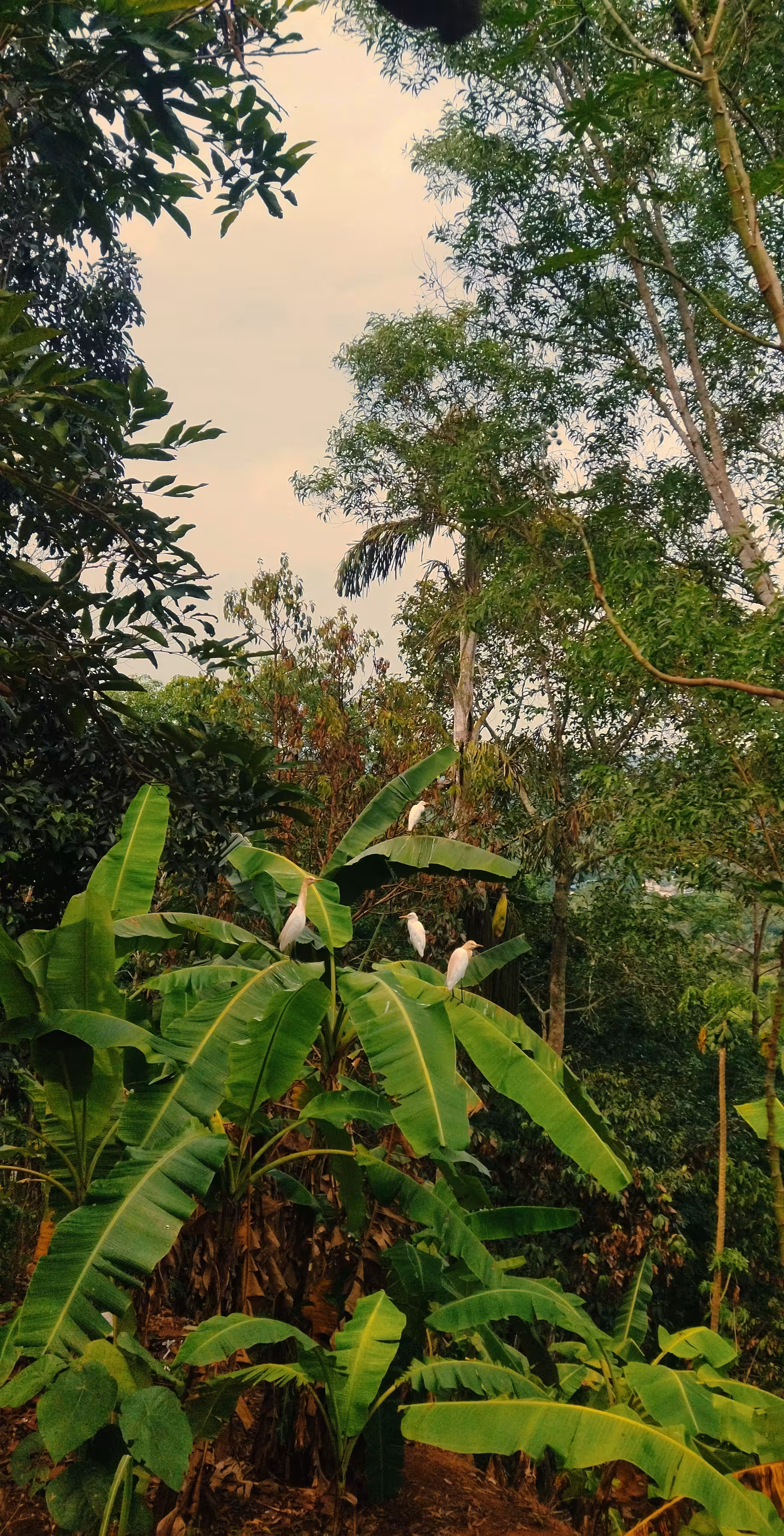 Connection Collection : The Egret Birds 