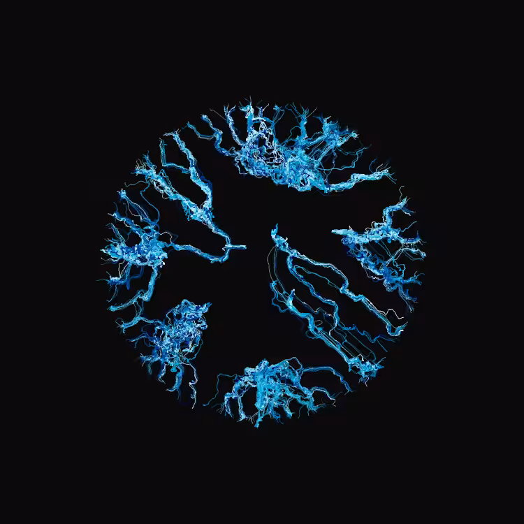 Ginseng #11