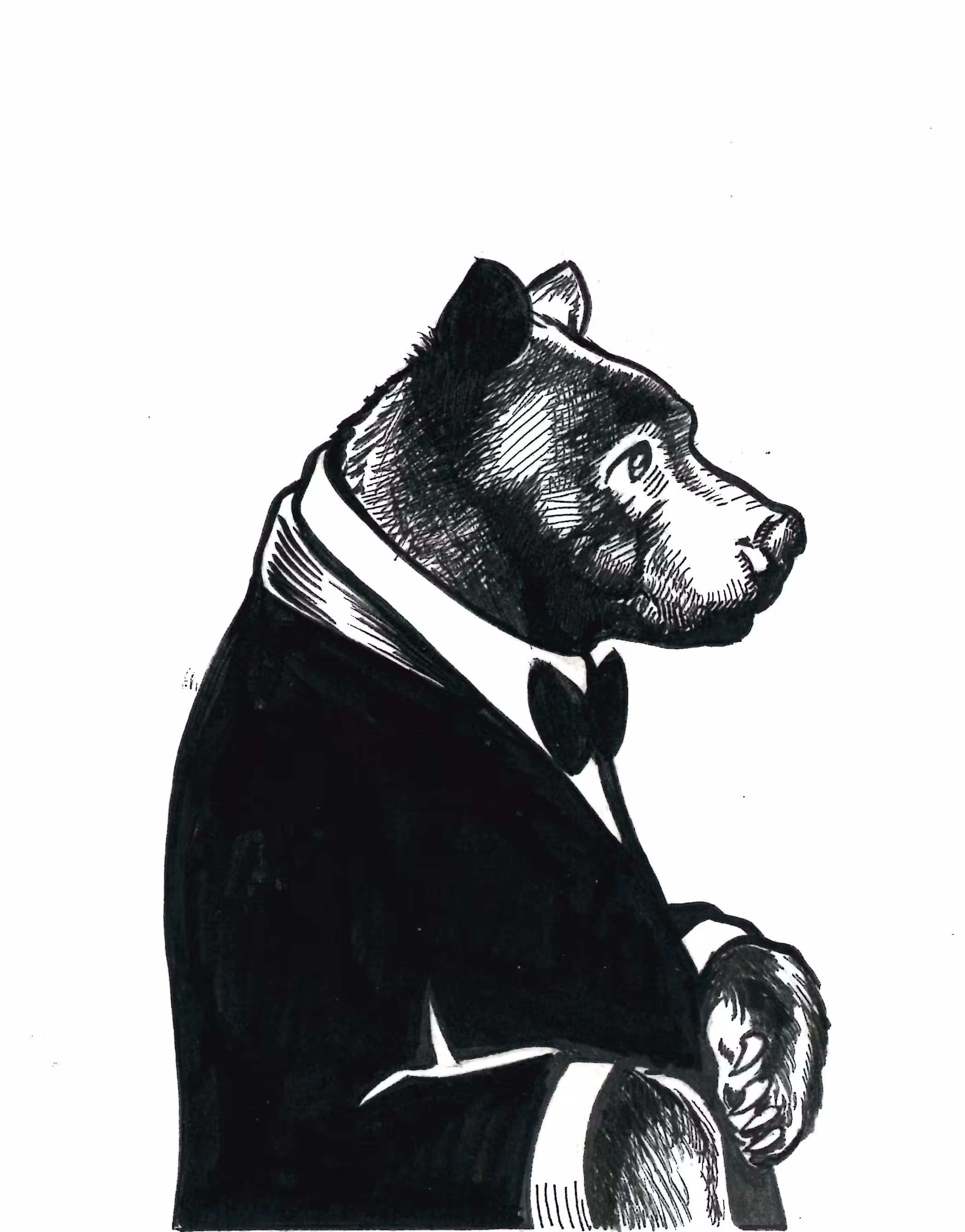 Ursus americanus