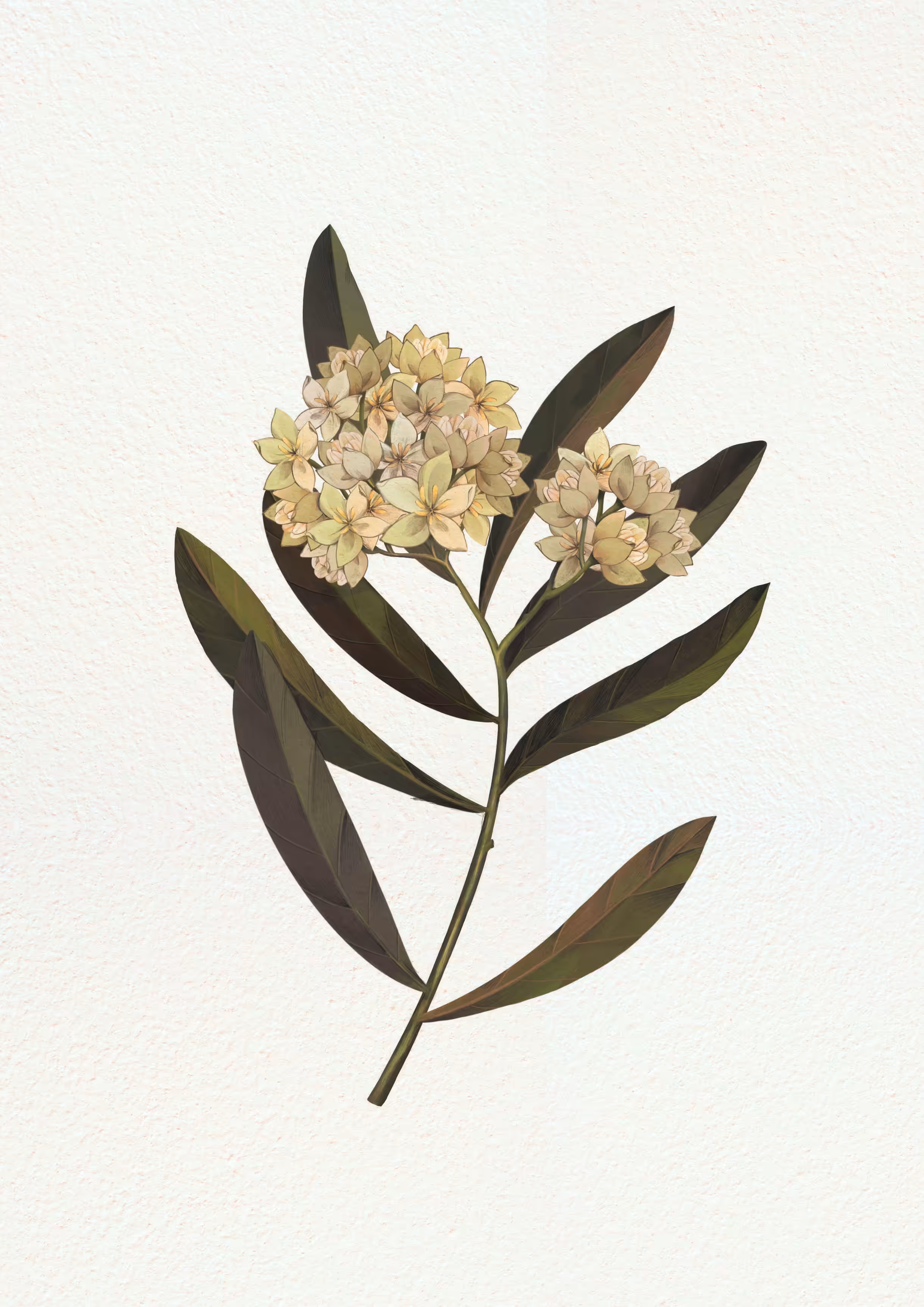 jojoba