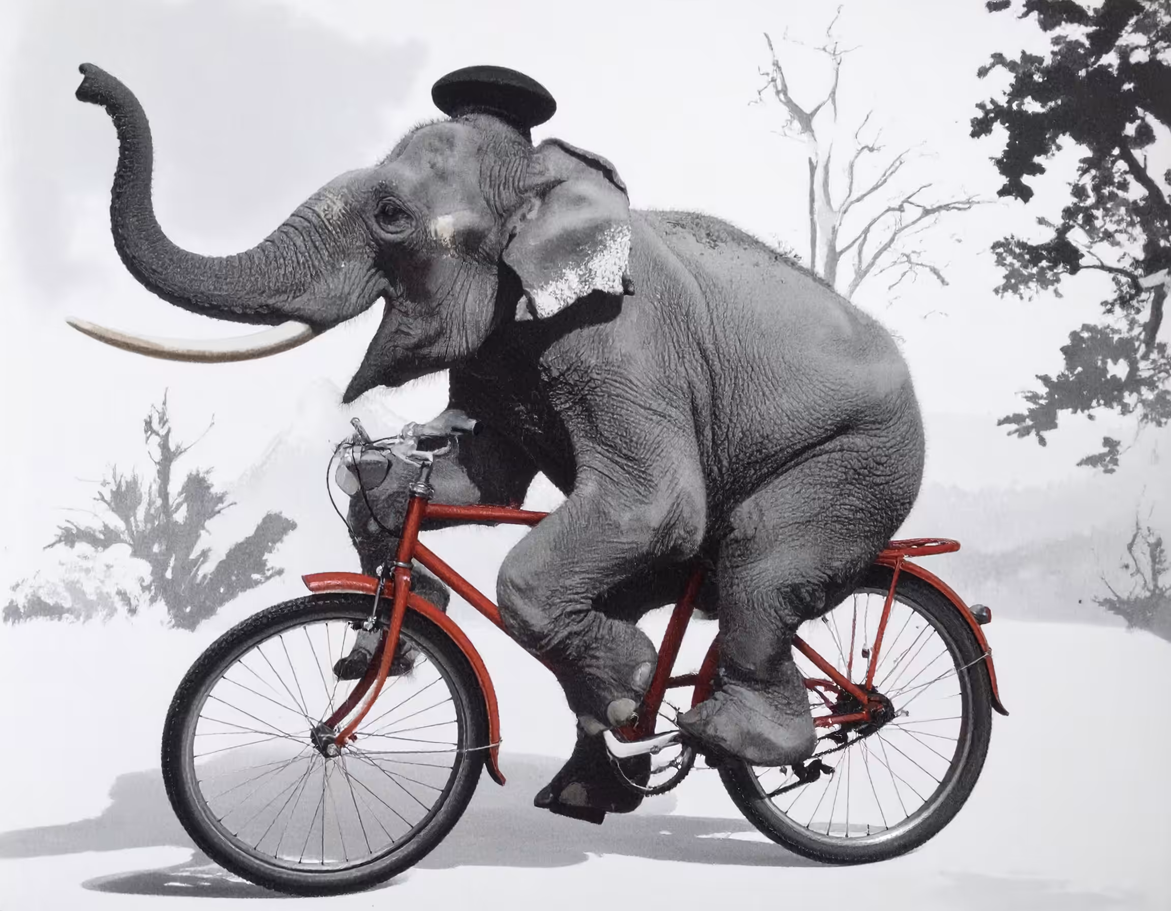 The Cycling Elephant