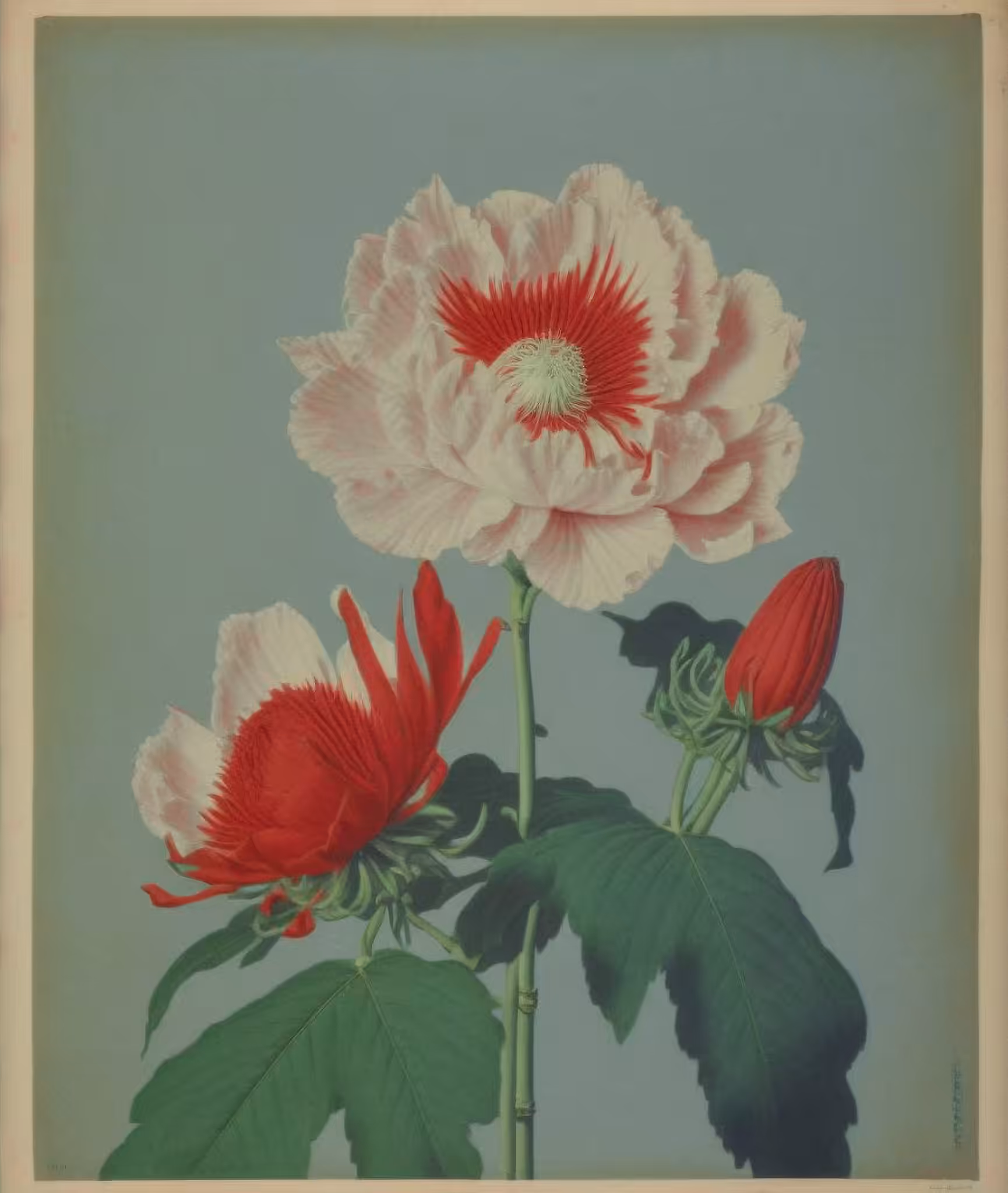 Poppy Hybrid, Chromo-collotype, 1875