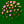 zygote becoming a blastula