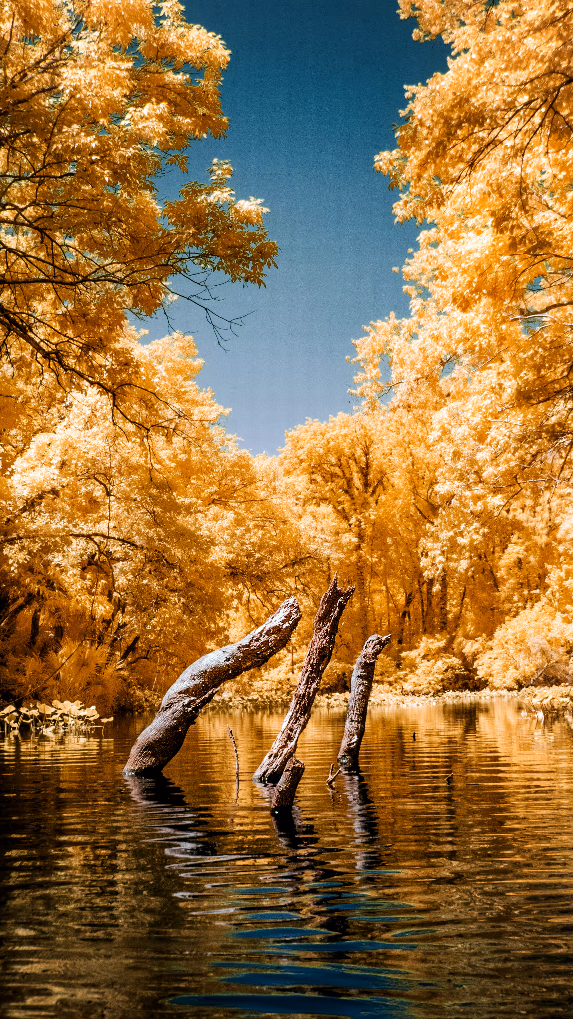 River Monster