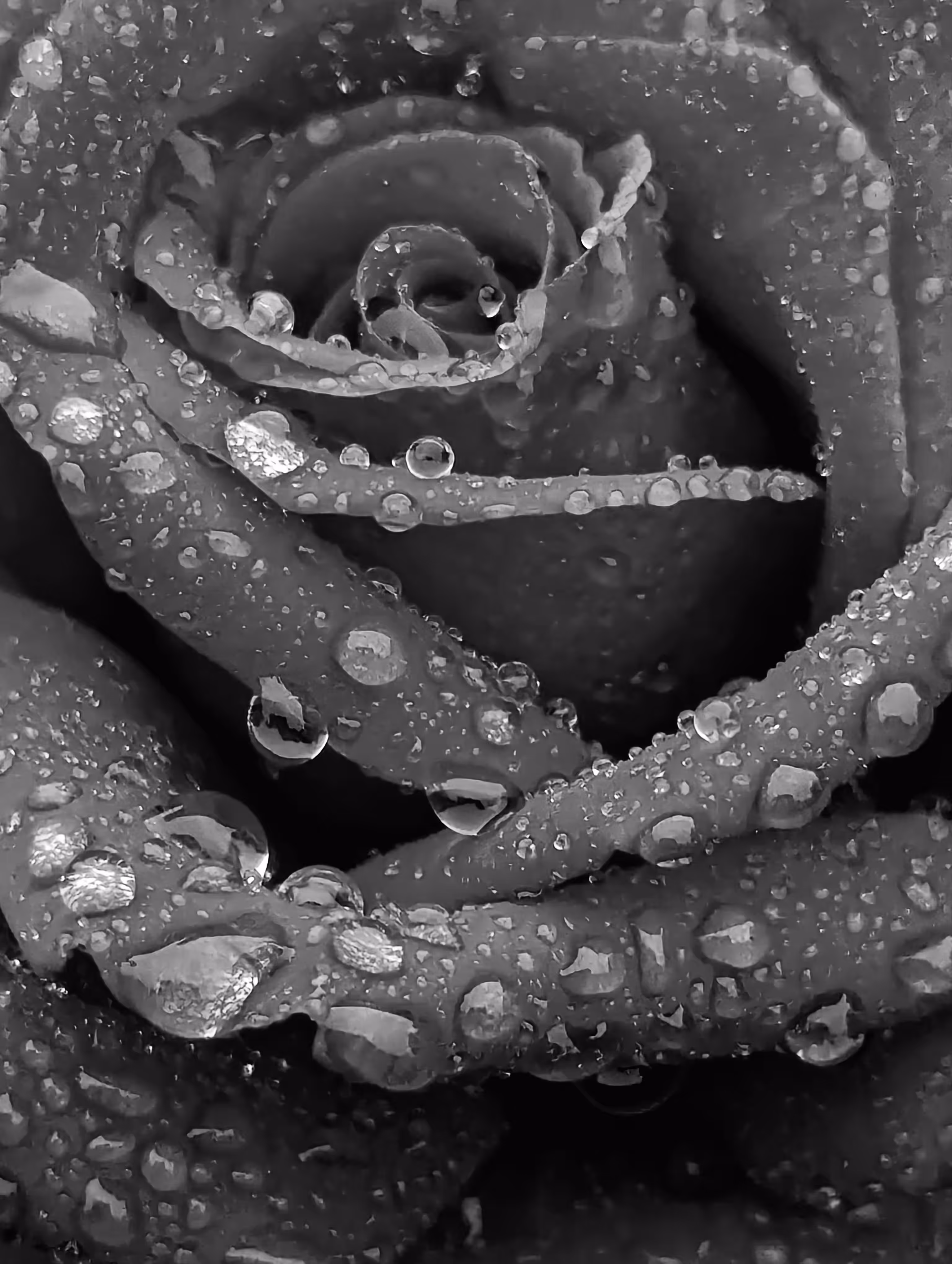 Rain kissed