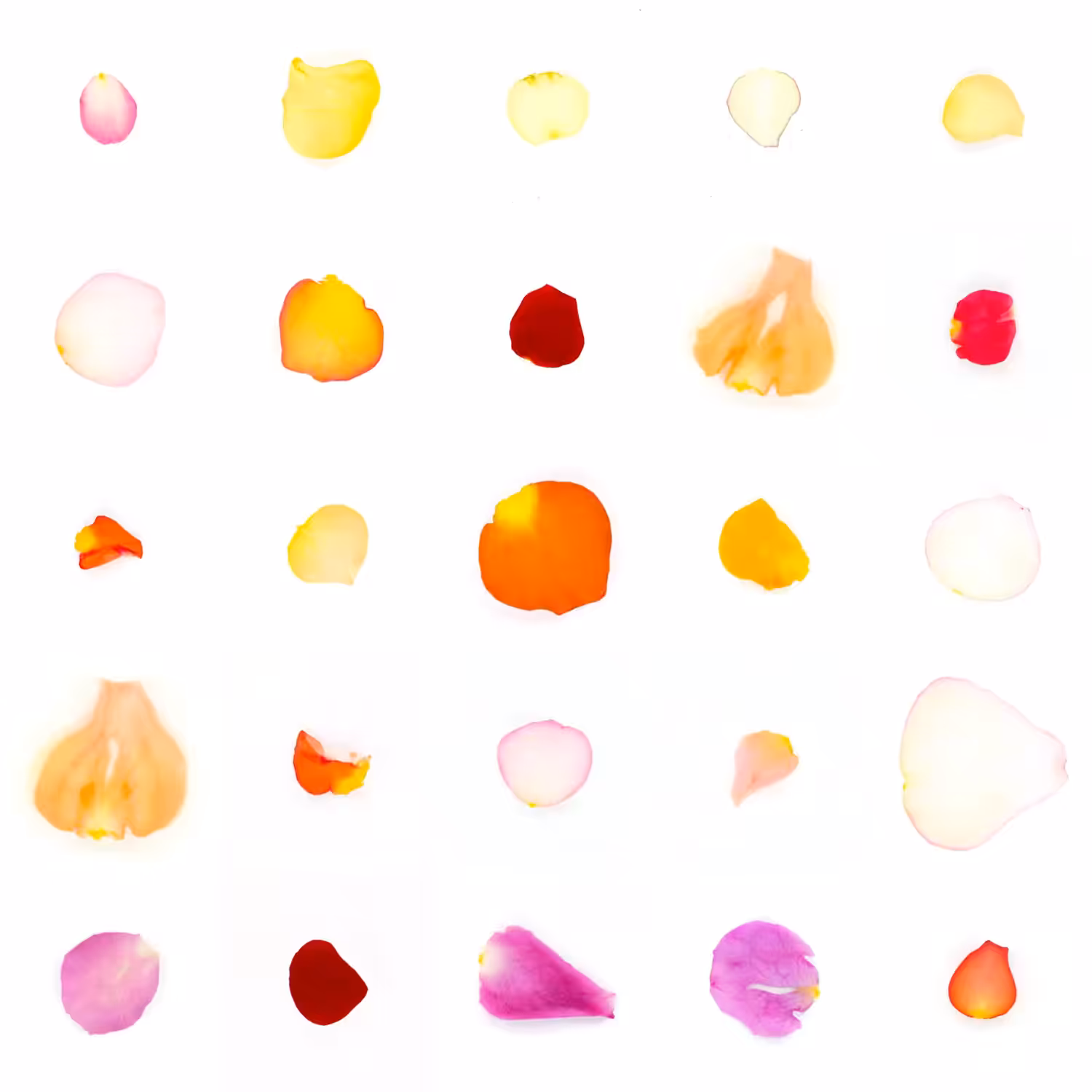 Infinite Petals 5x5#24218