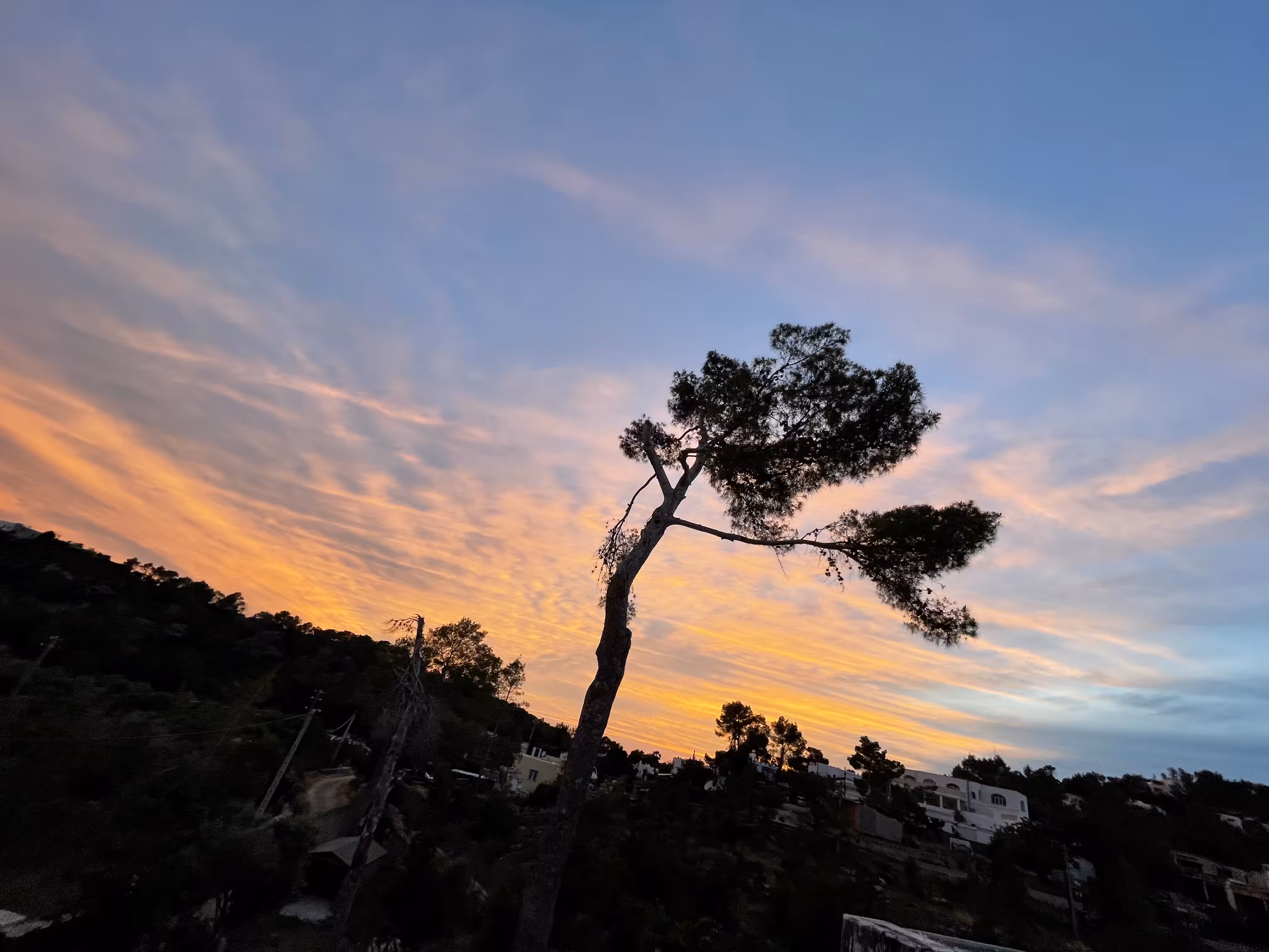 Ibiza Sunset & Tree