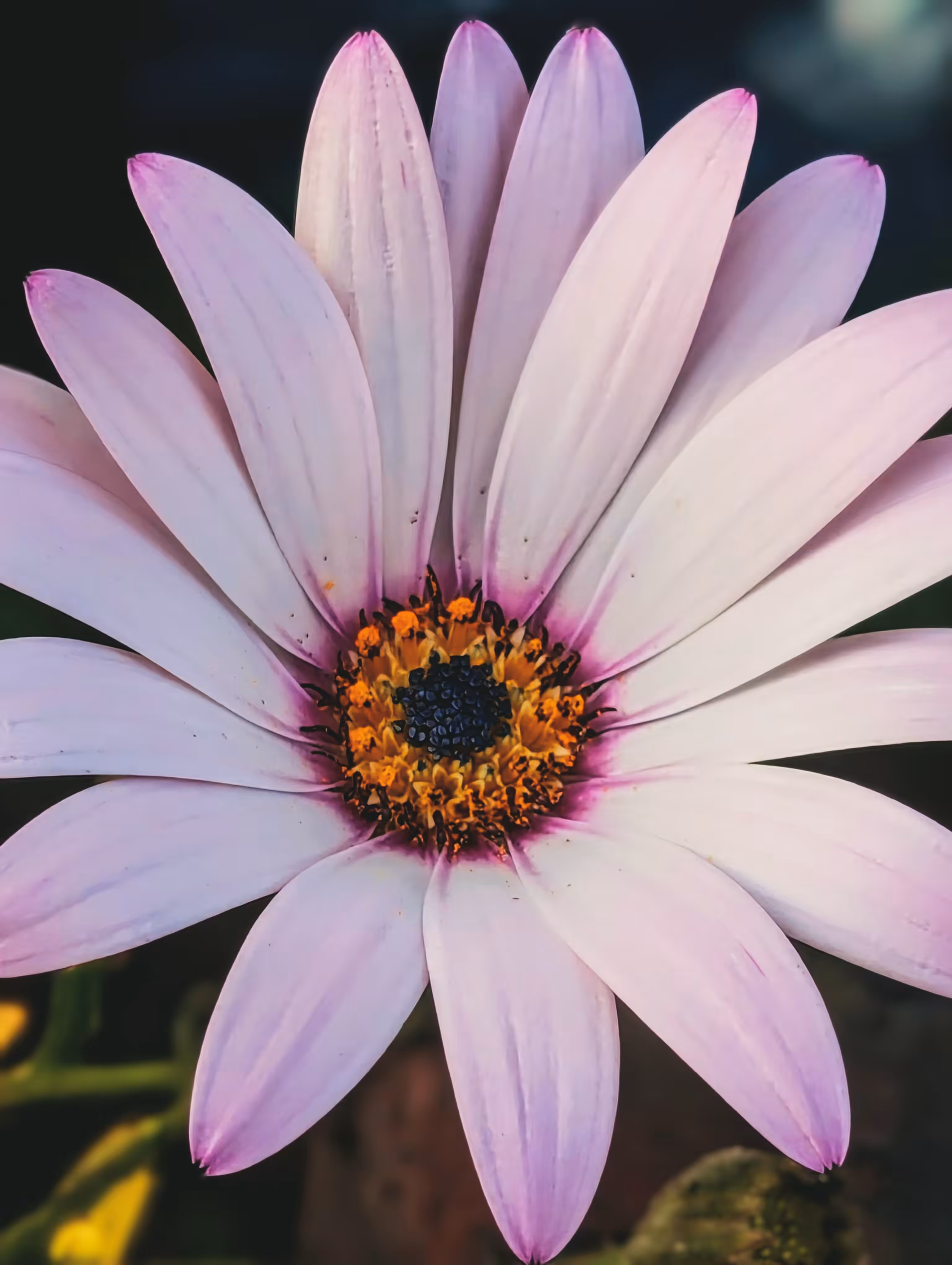 Luke_0x1 Photography : Eye of the daisy 