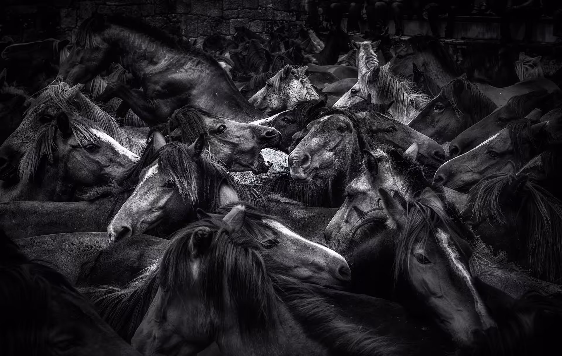 wild  horses
