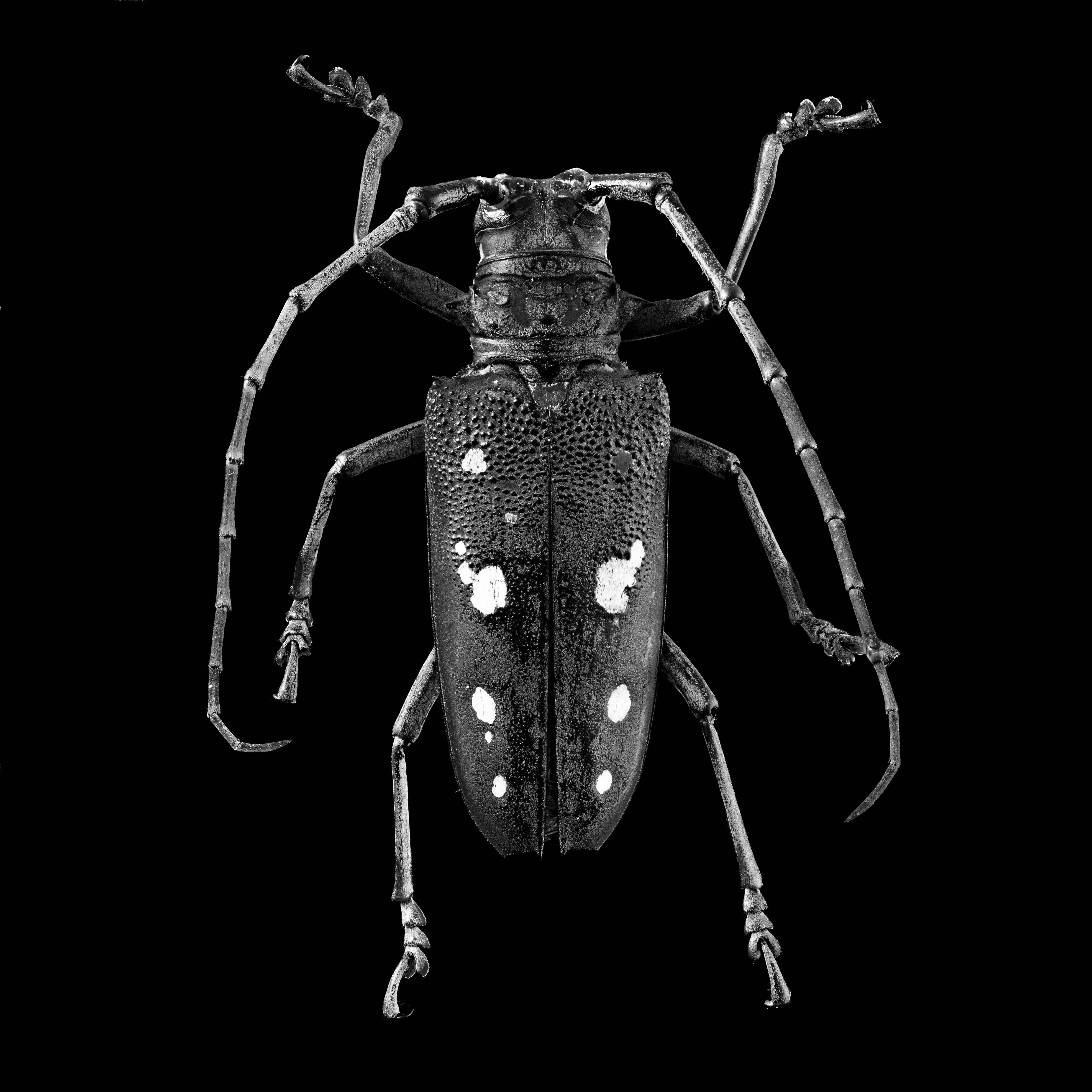 Batocera Humeridens