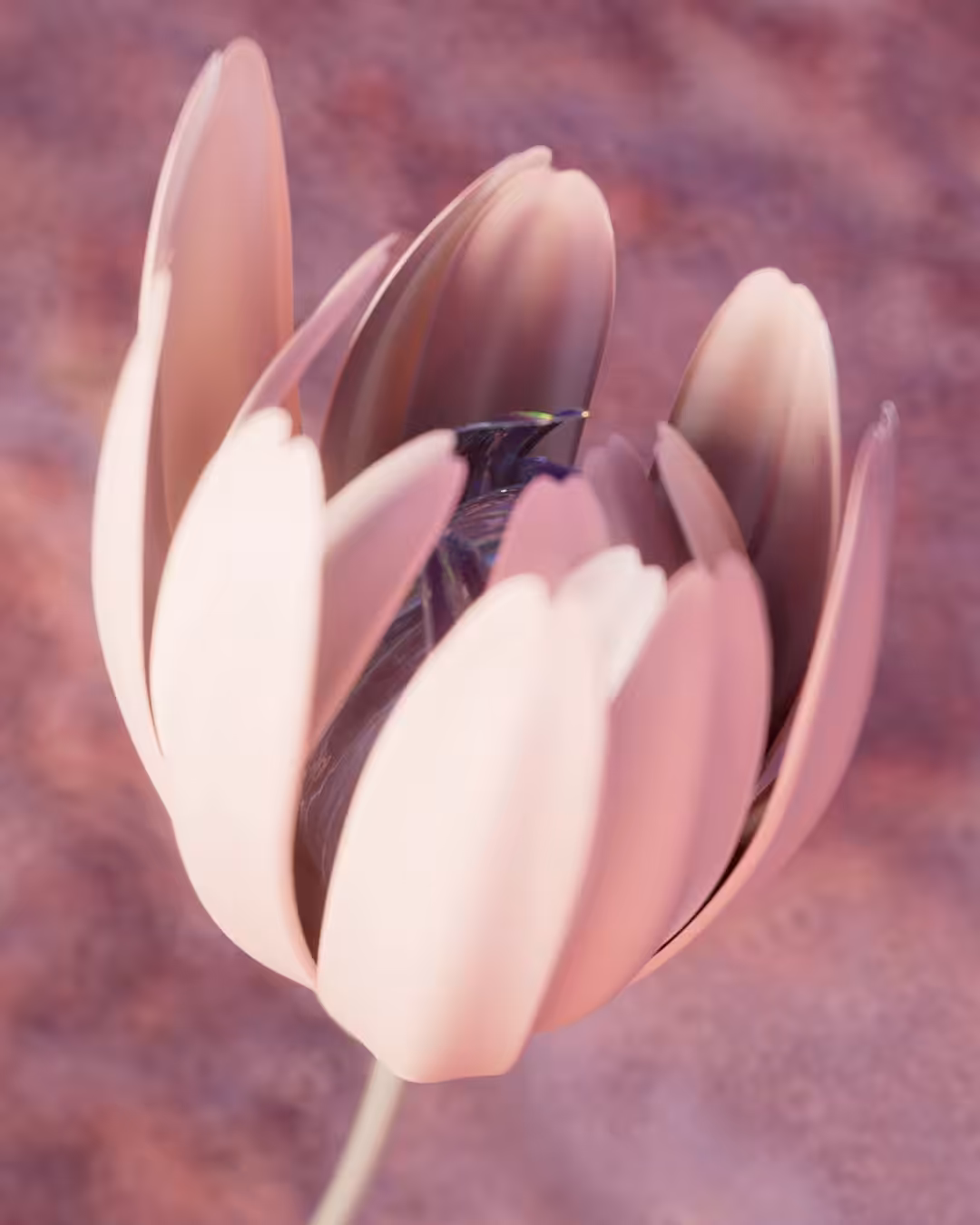 Bloom