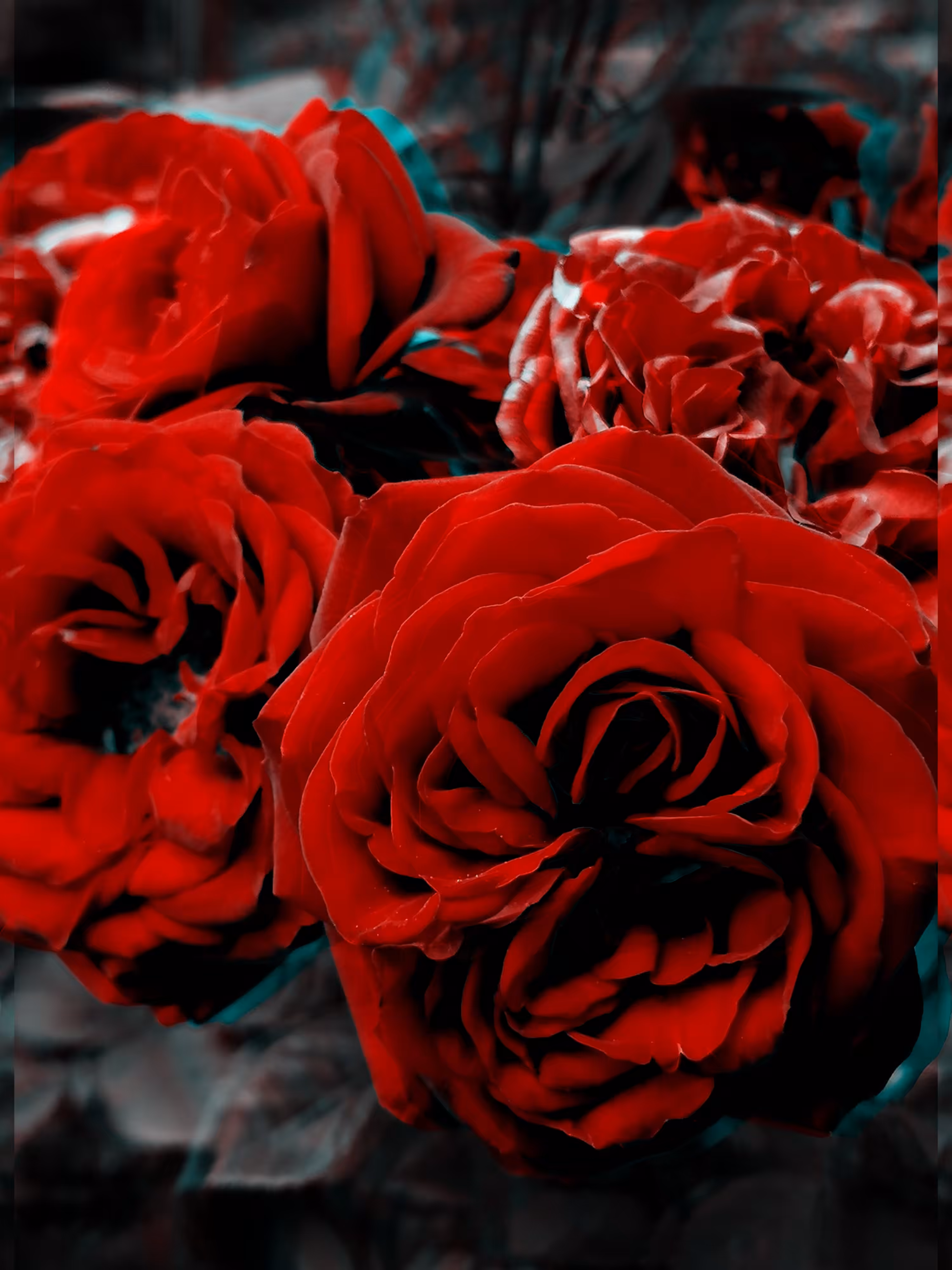 Wild Roses 