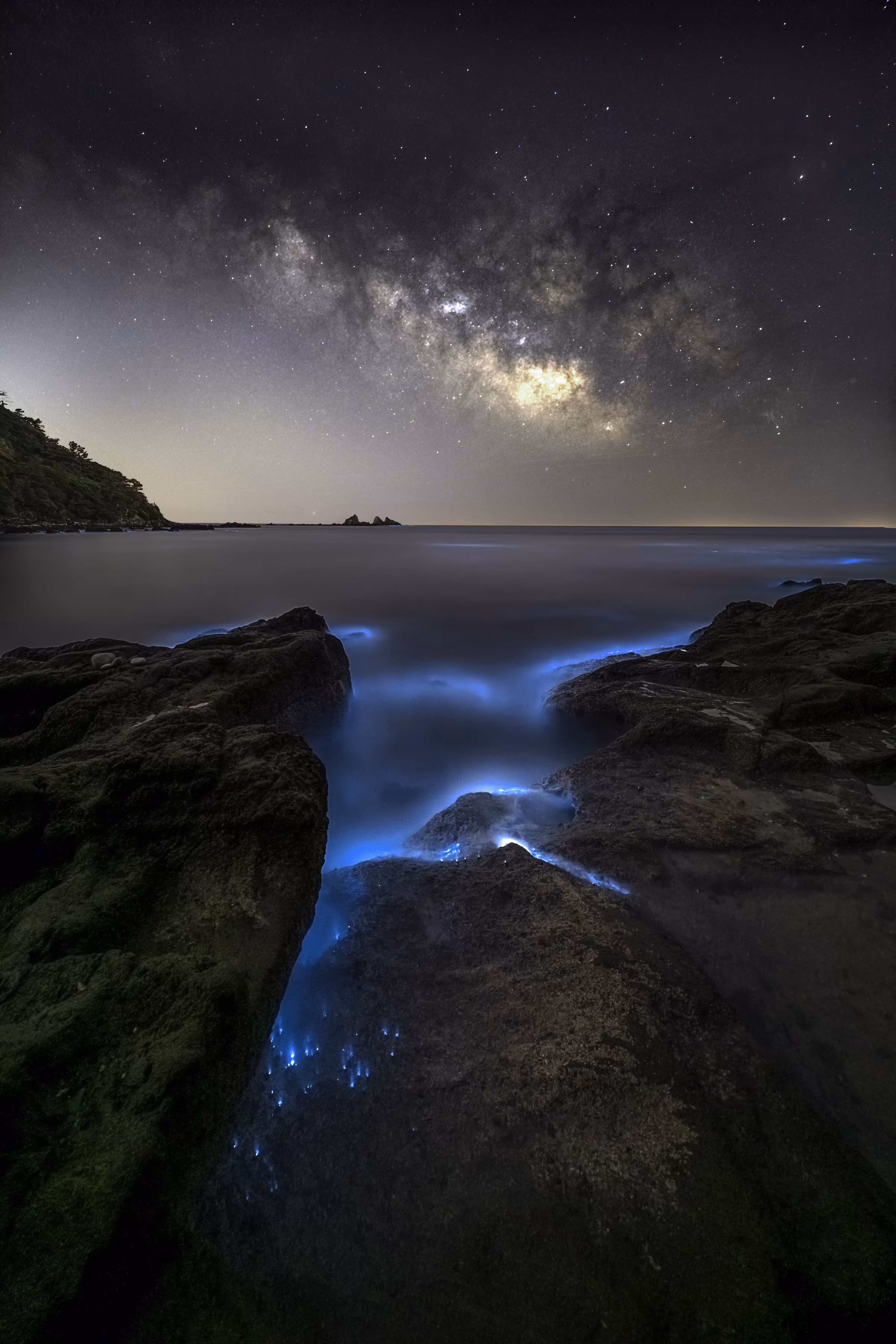 夜光虫
