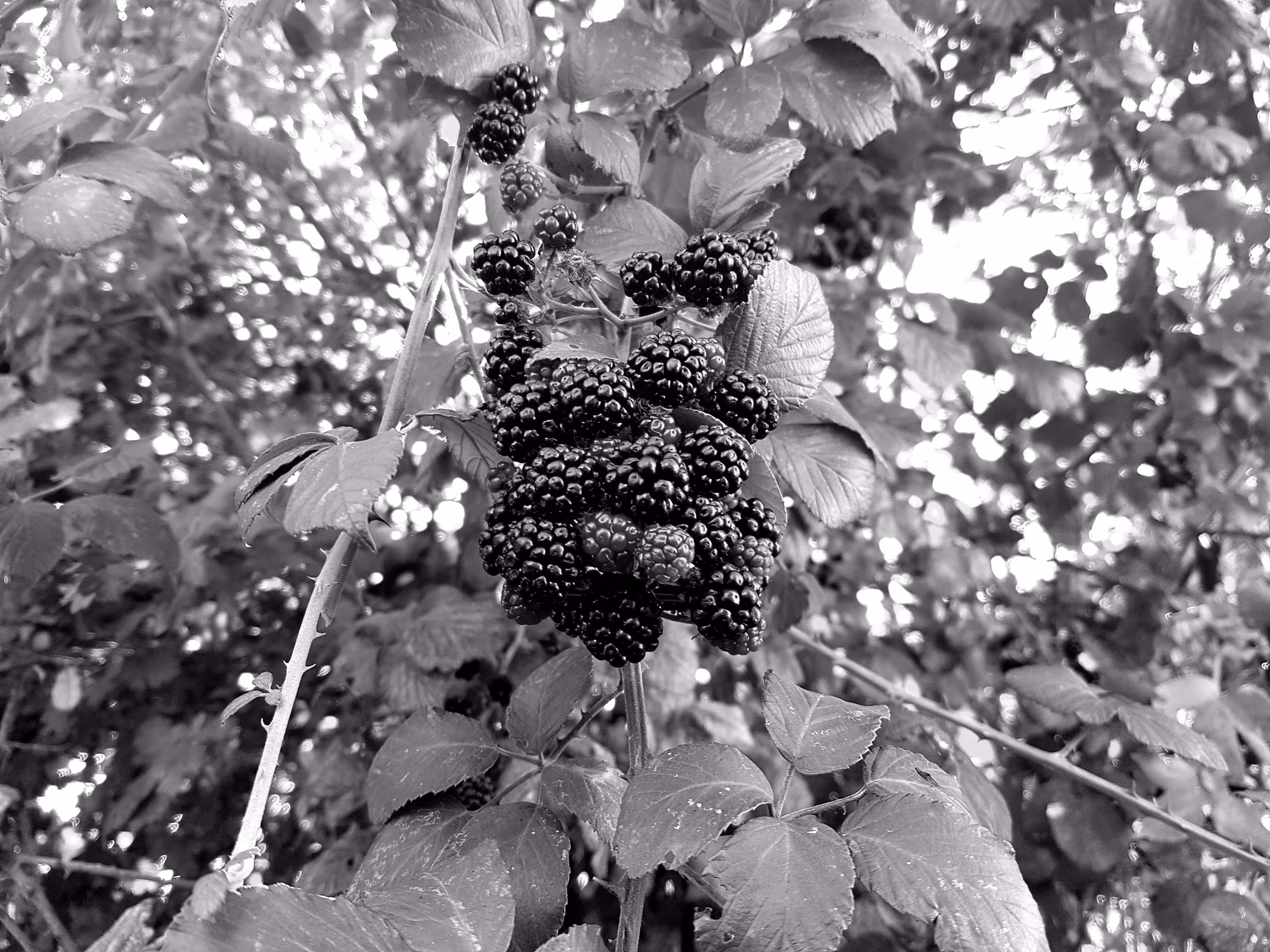 Dark Raspberry
