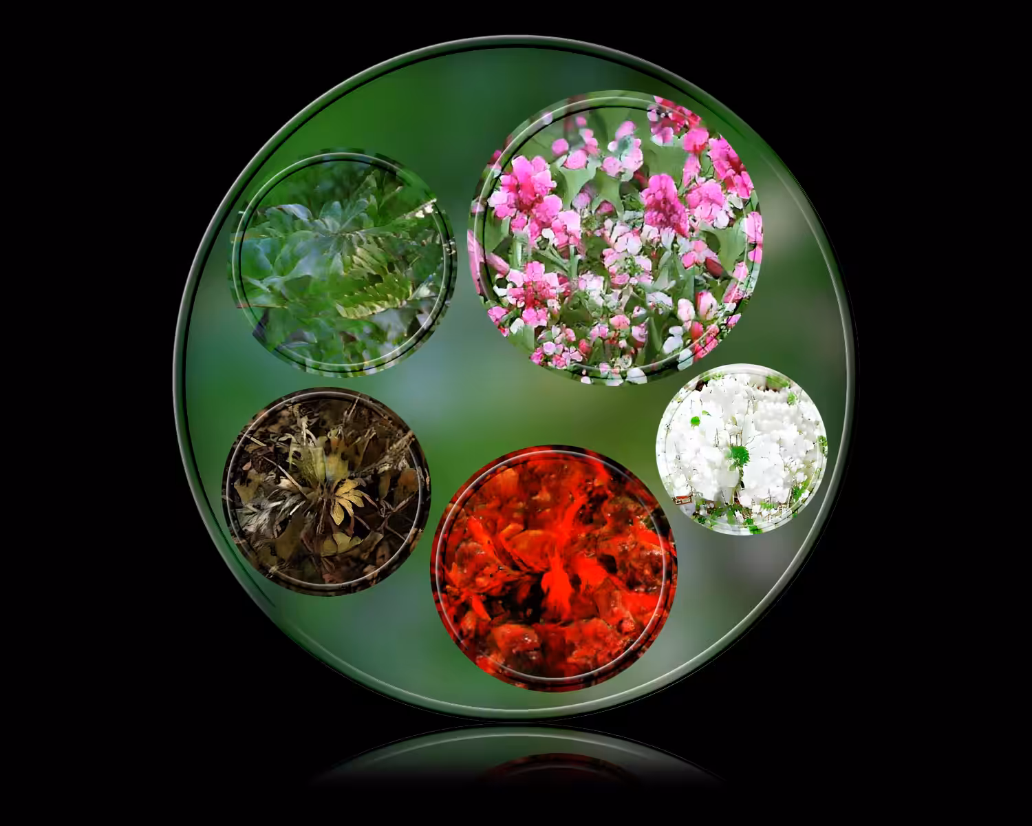 Les fleurs de vie