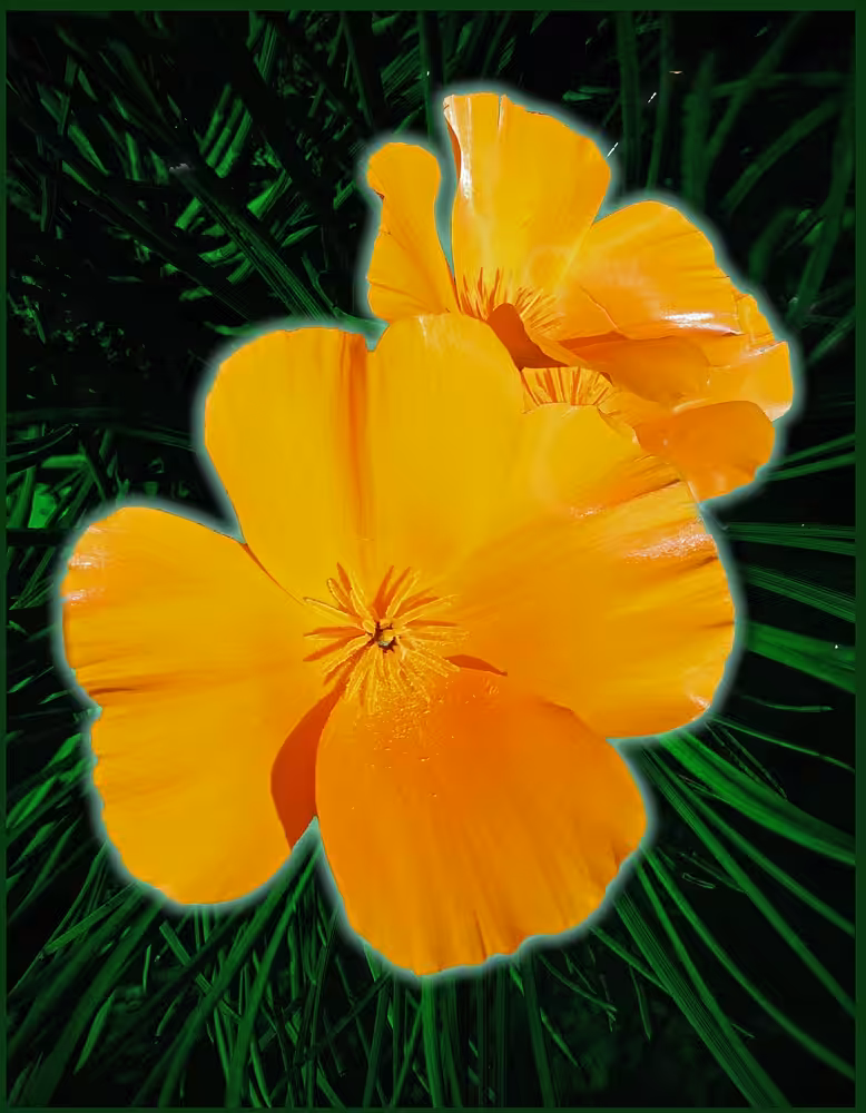 California Poppy