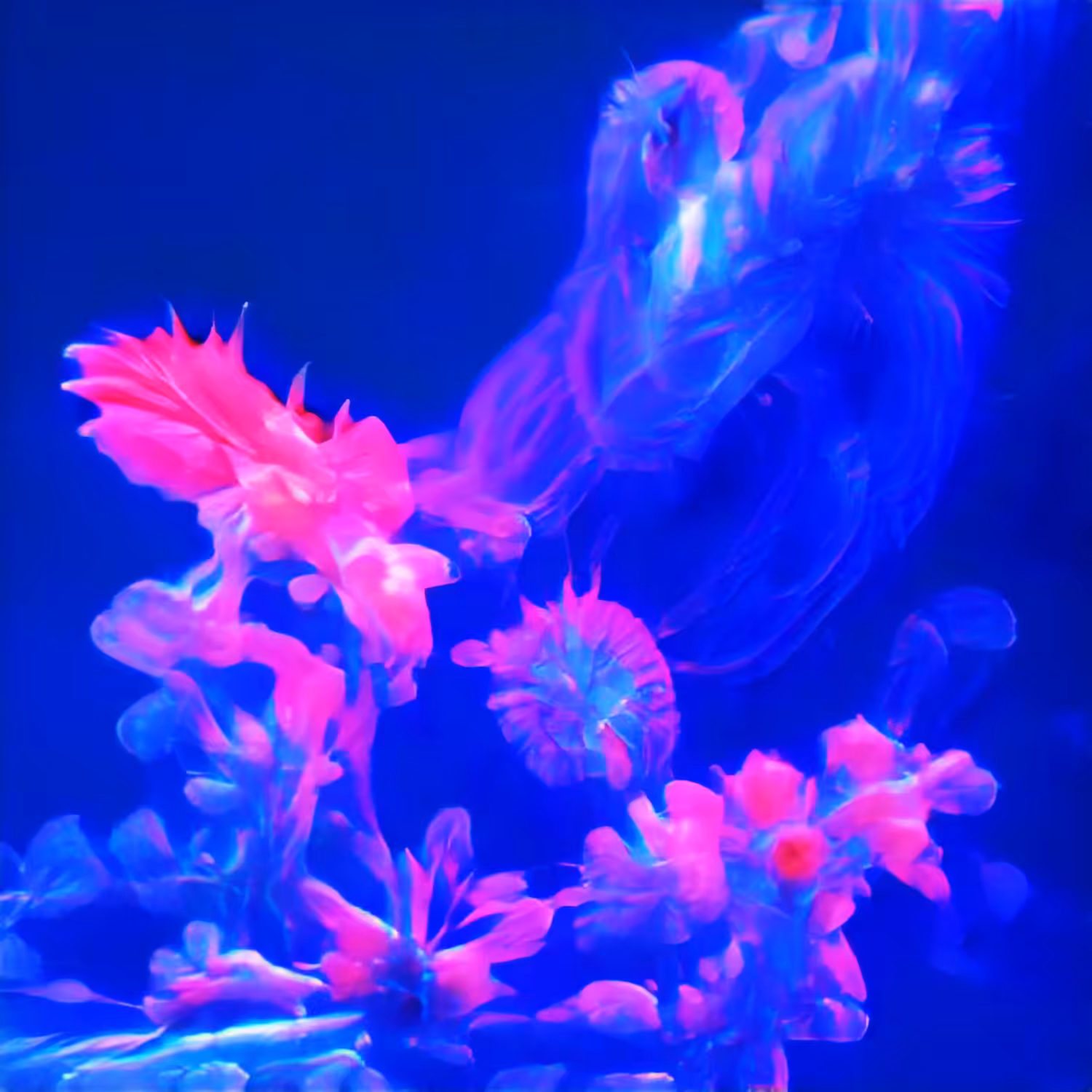 Deep Sea Pinks