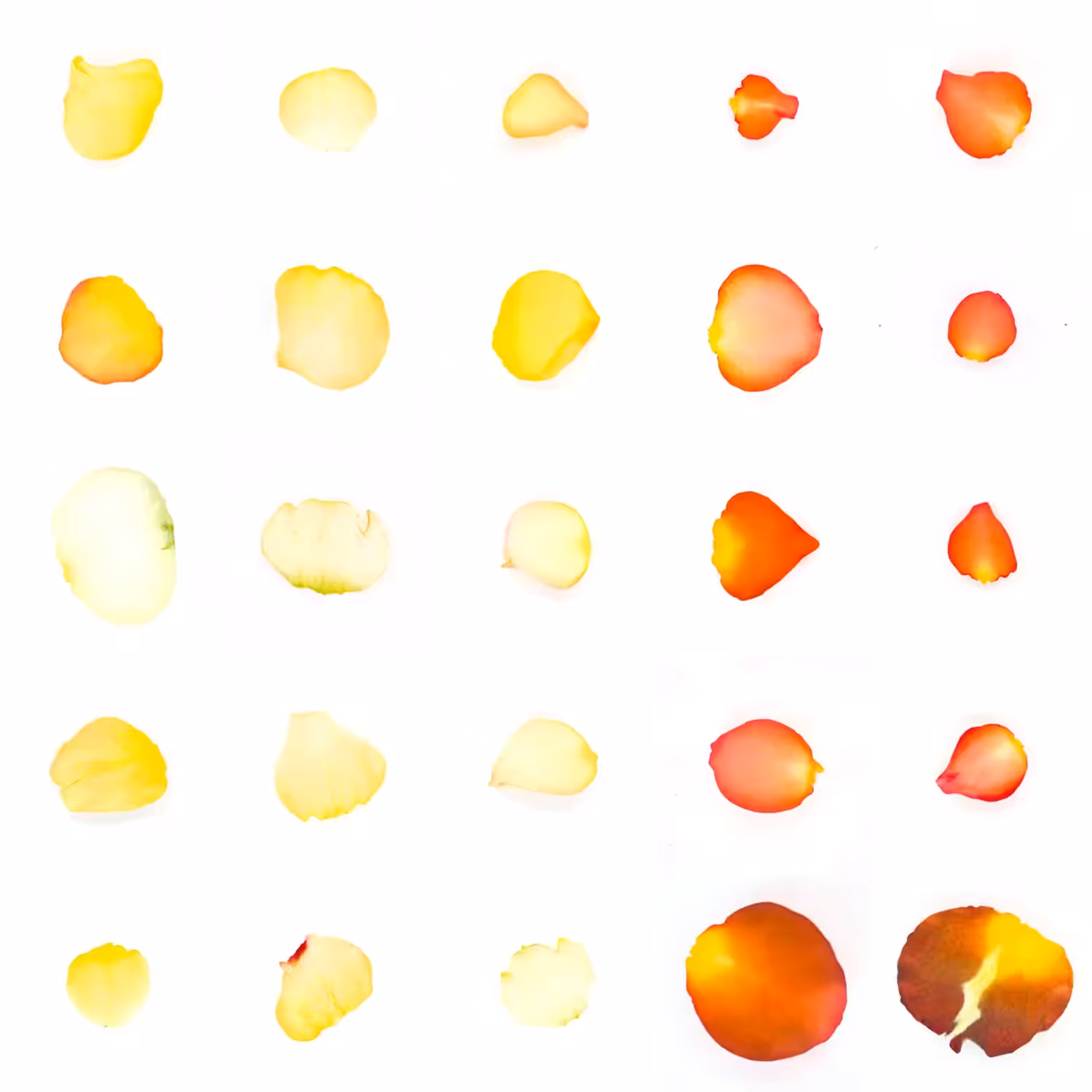 Infinite Petals 5x5#21854
