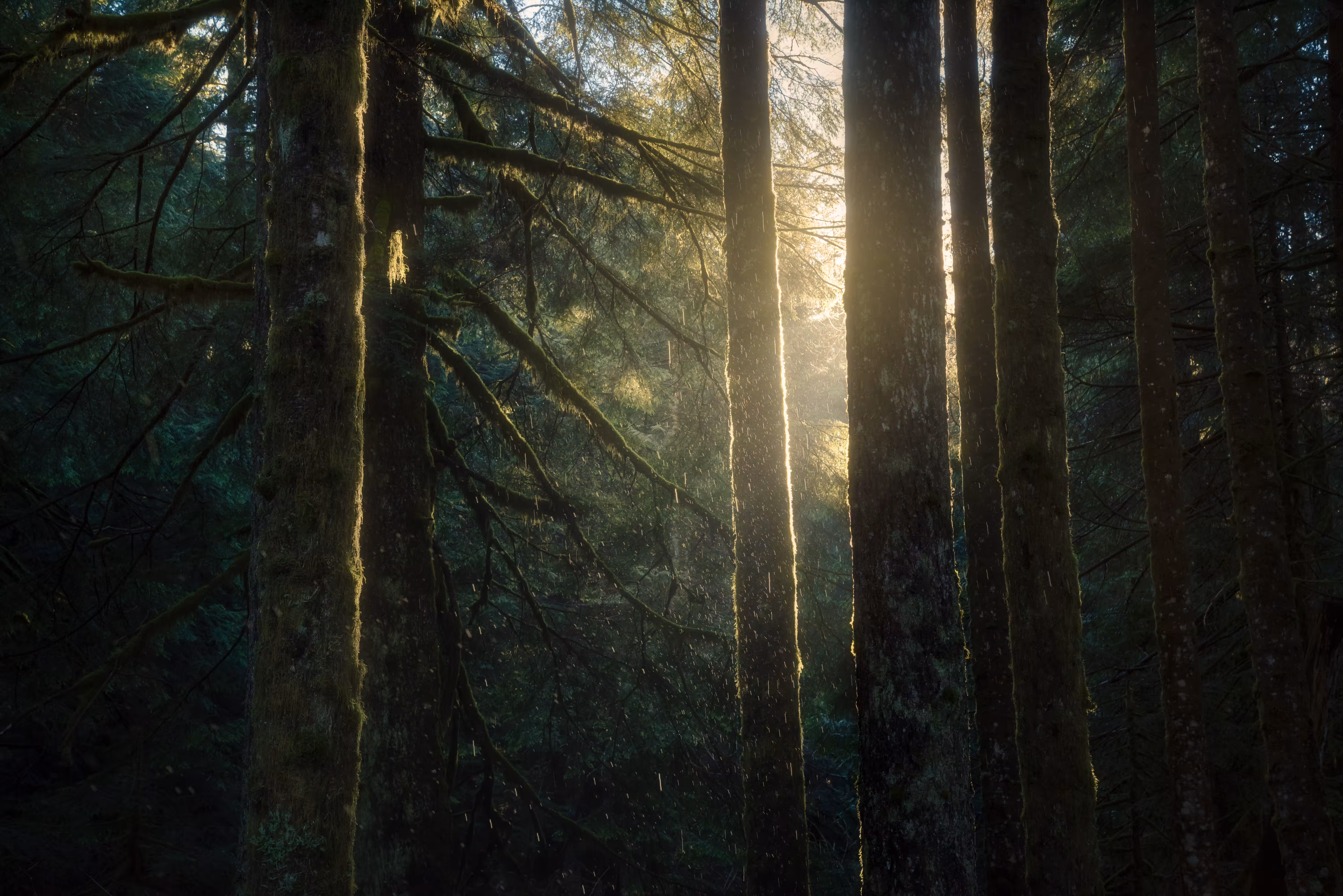 #25 - The Temperate Rainforest