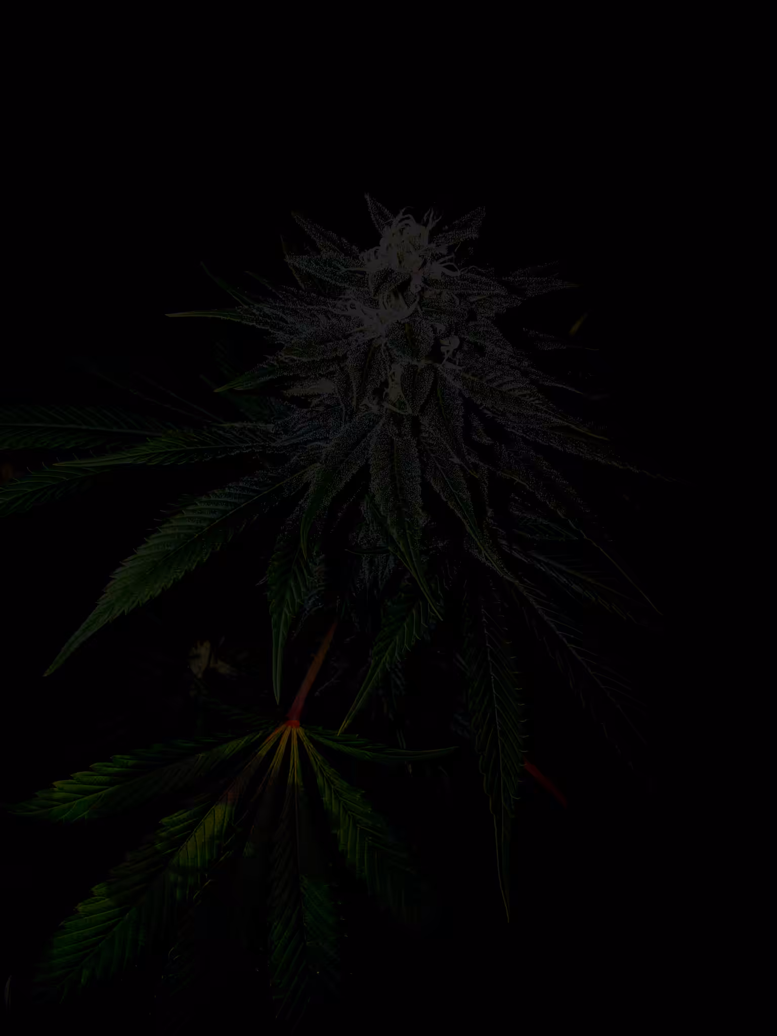 Lion In The Jungle