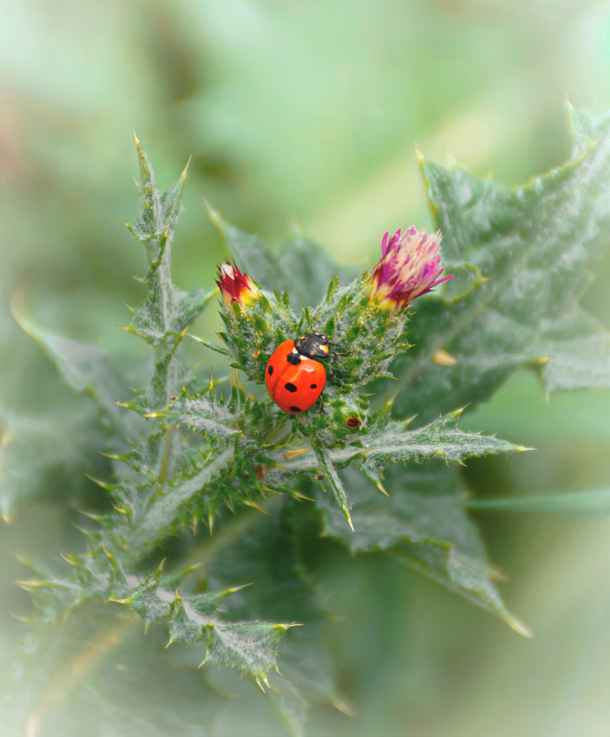 Crimson on Thistle