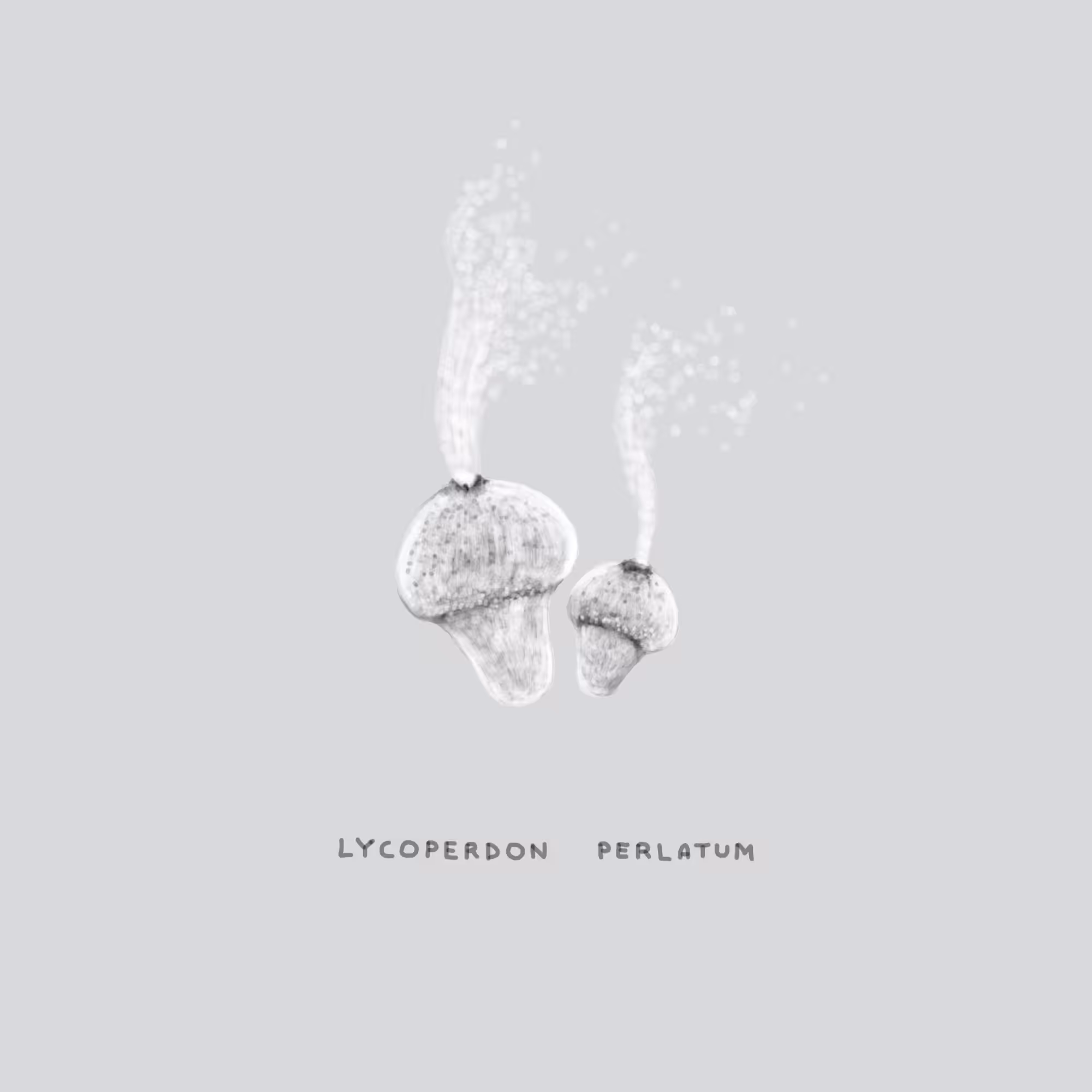 #9 THROW - Lycoperdon Perlatum