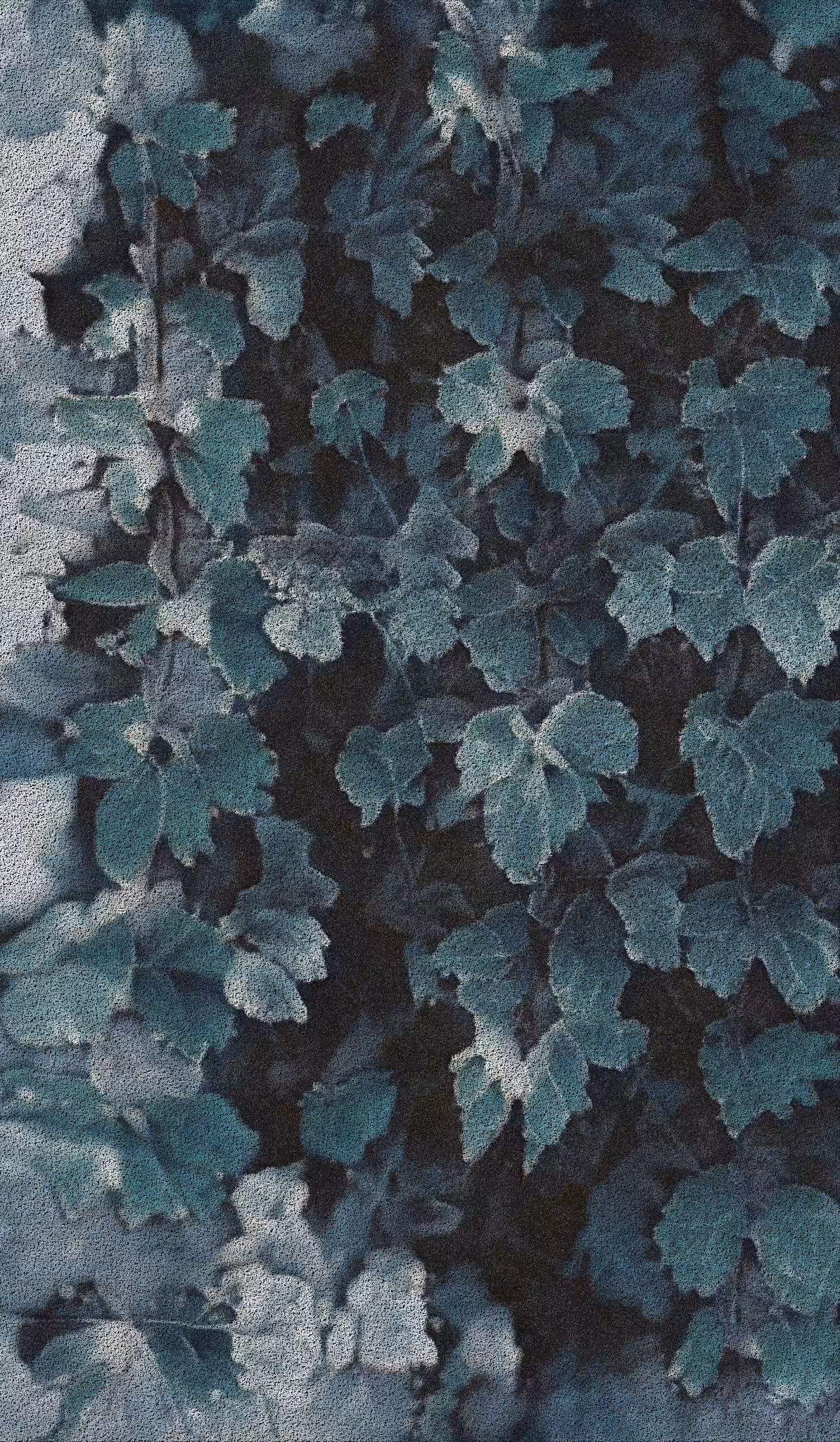 APPARATUS-VITIS: Apparatus Vitis #34