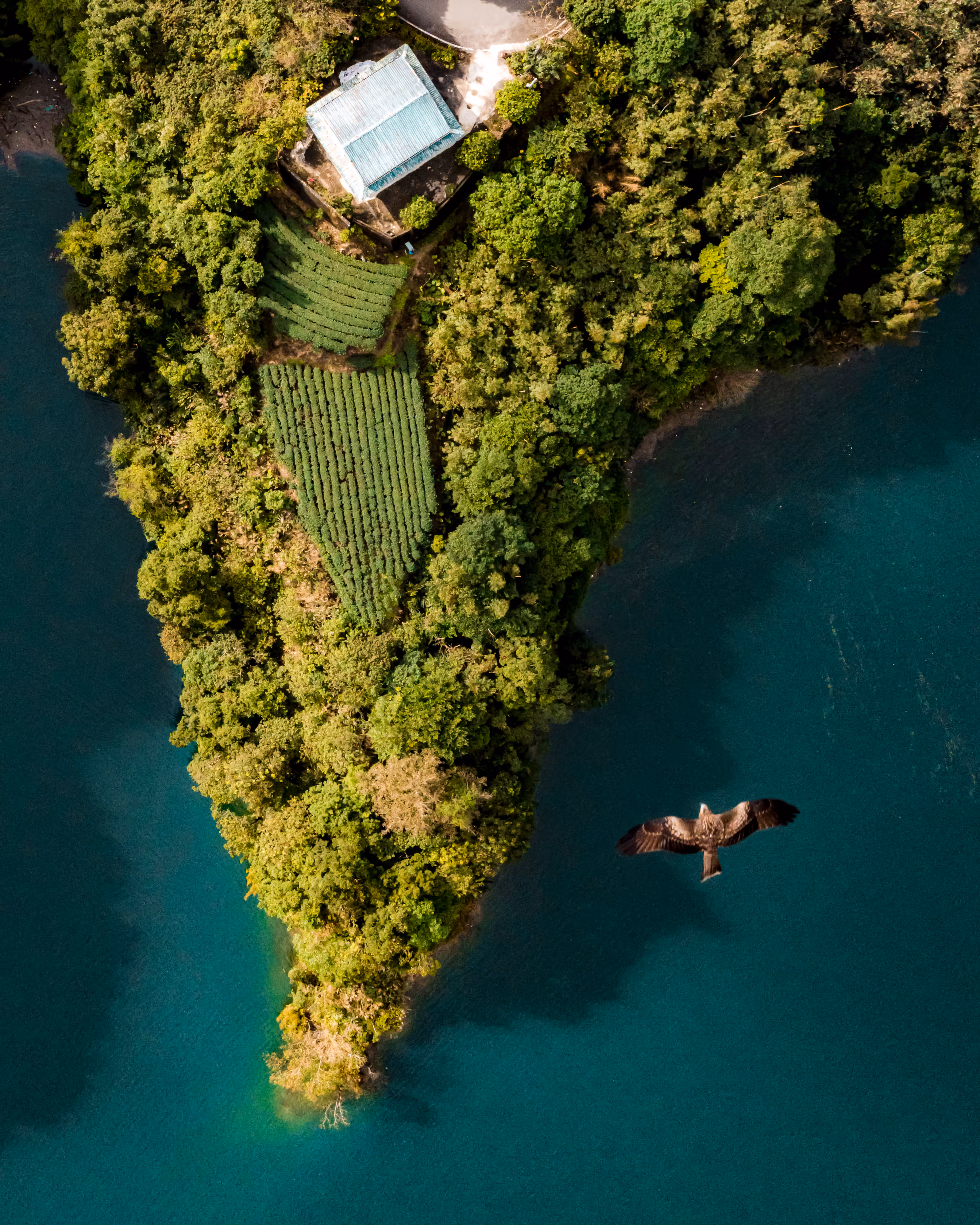 Flying High