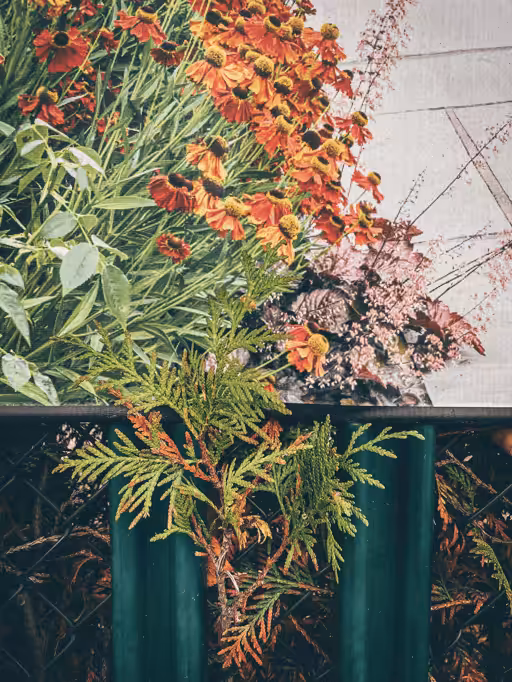 🌿🍂