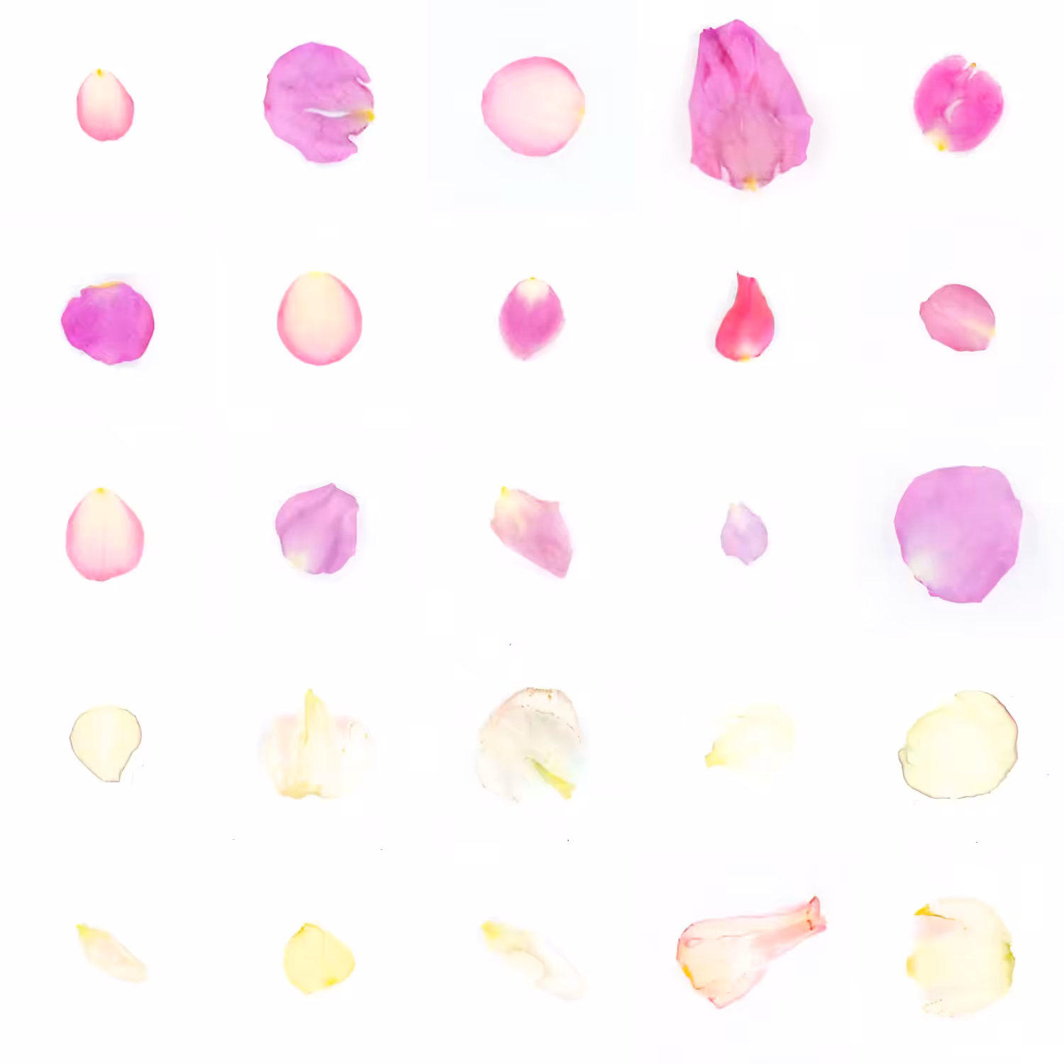 Infinite Petals 5x5#20376