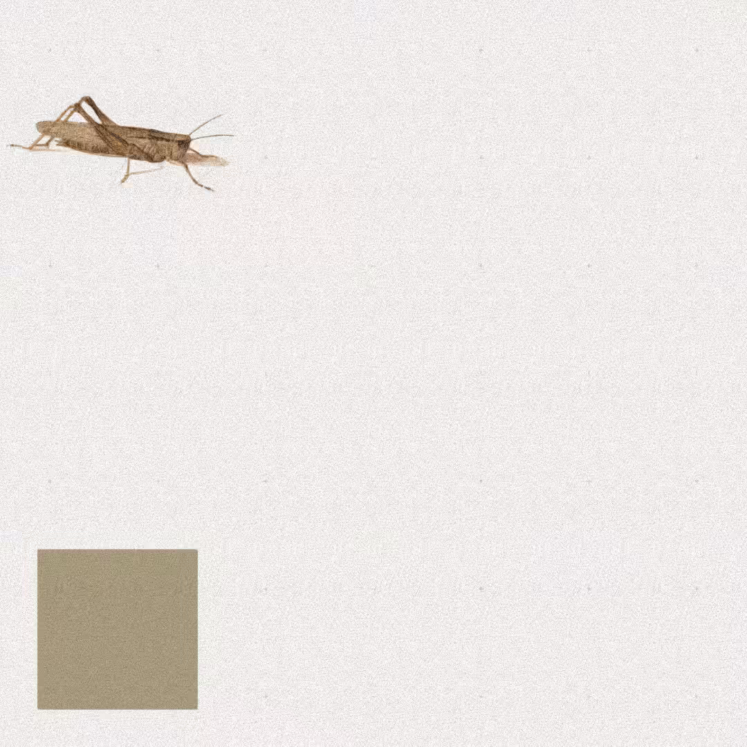 Grasshopper #53