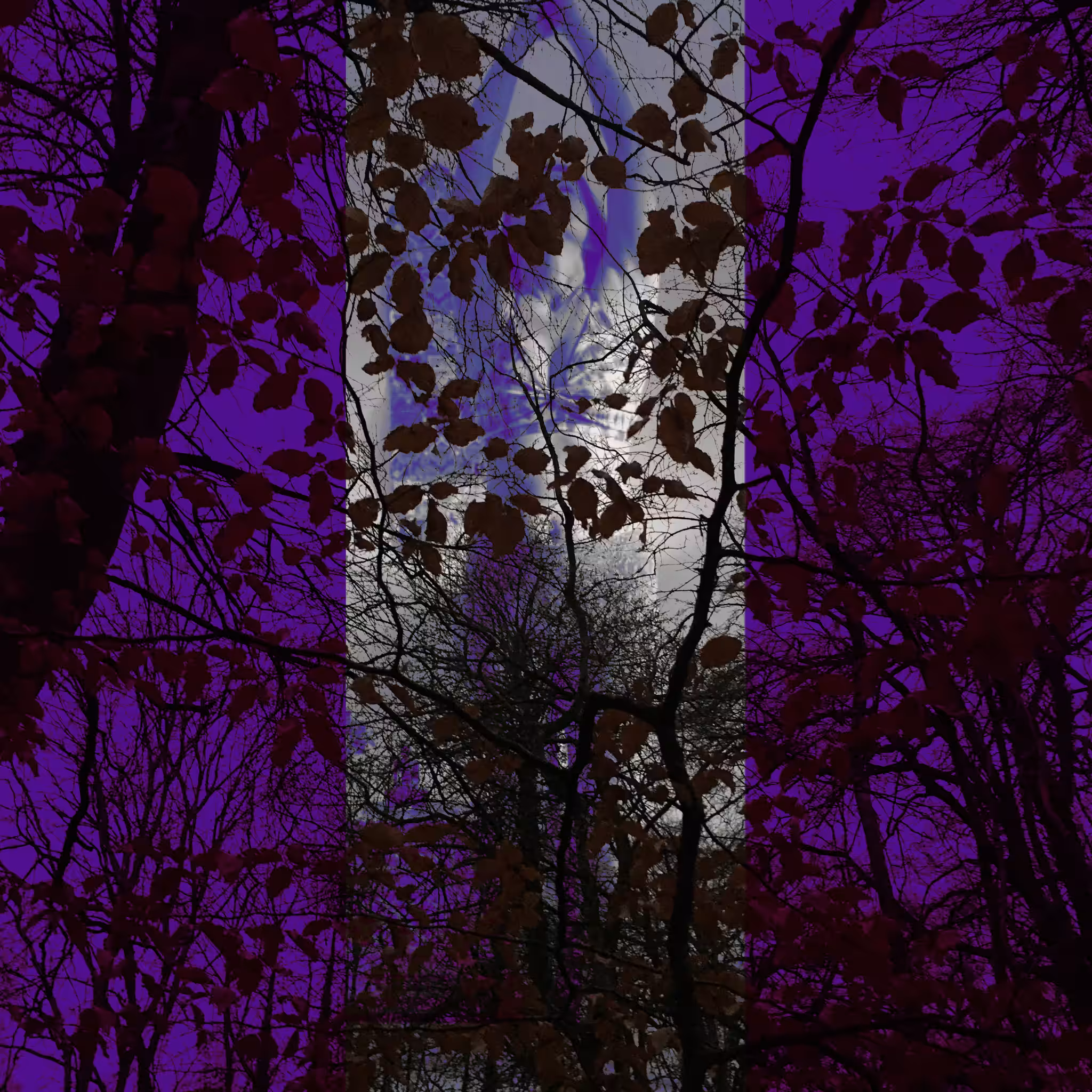 Dark Forest