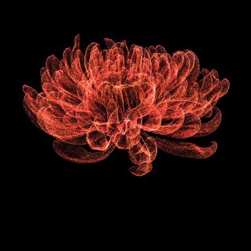 Chrysanthemum Morifolium 30 #141