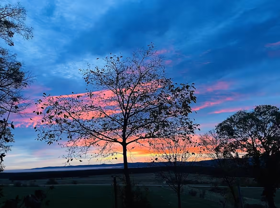 Trees of Paradise