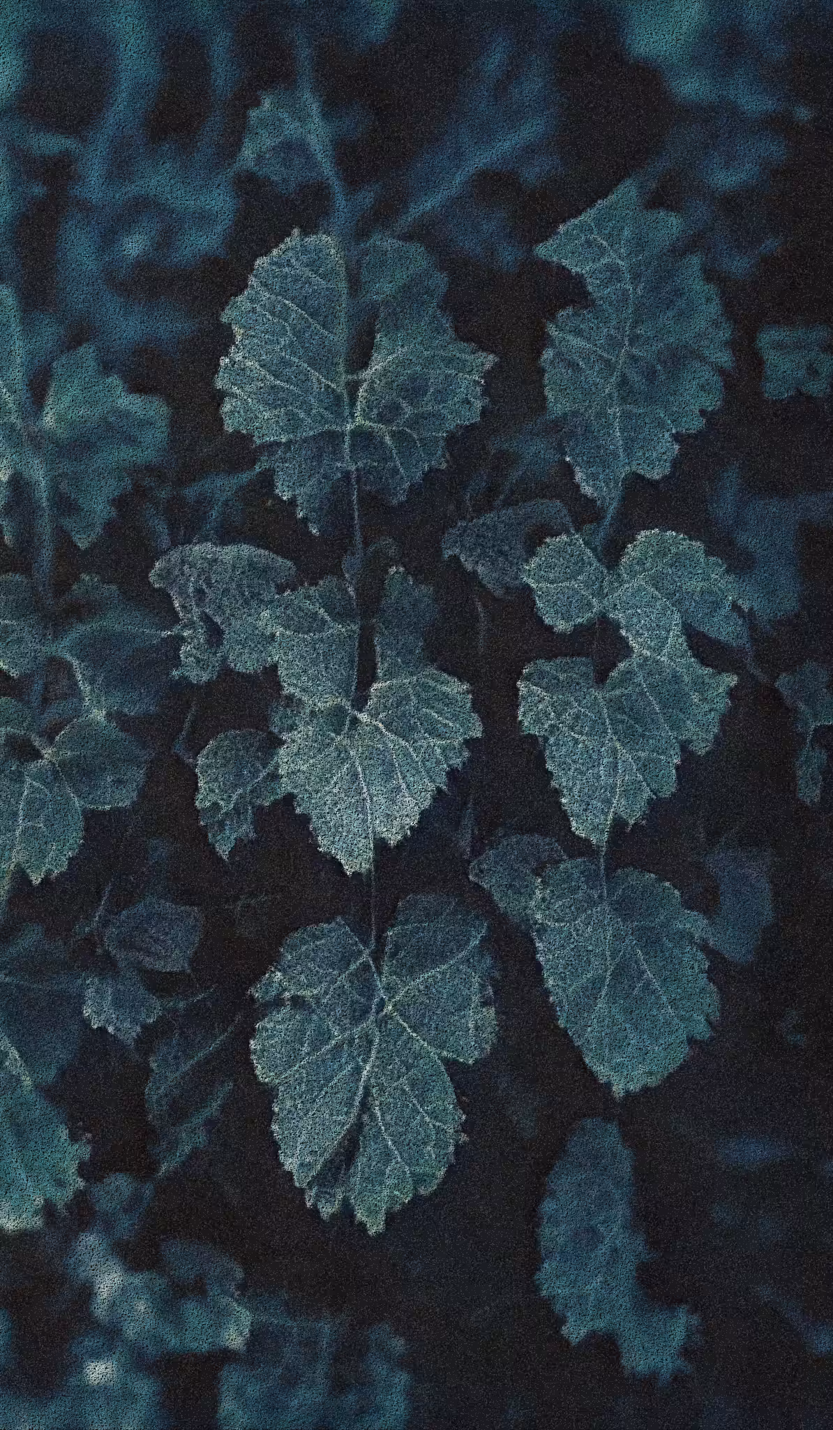 APPARATUS-VITIS: Apparatus Vitis #16