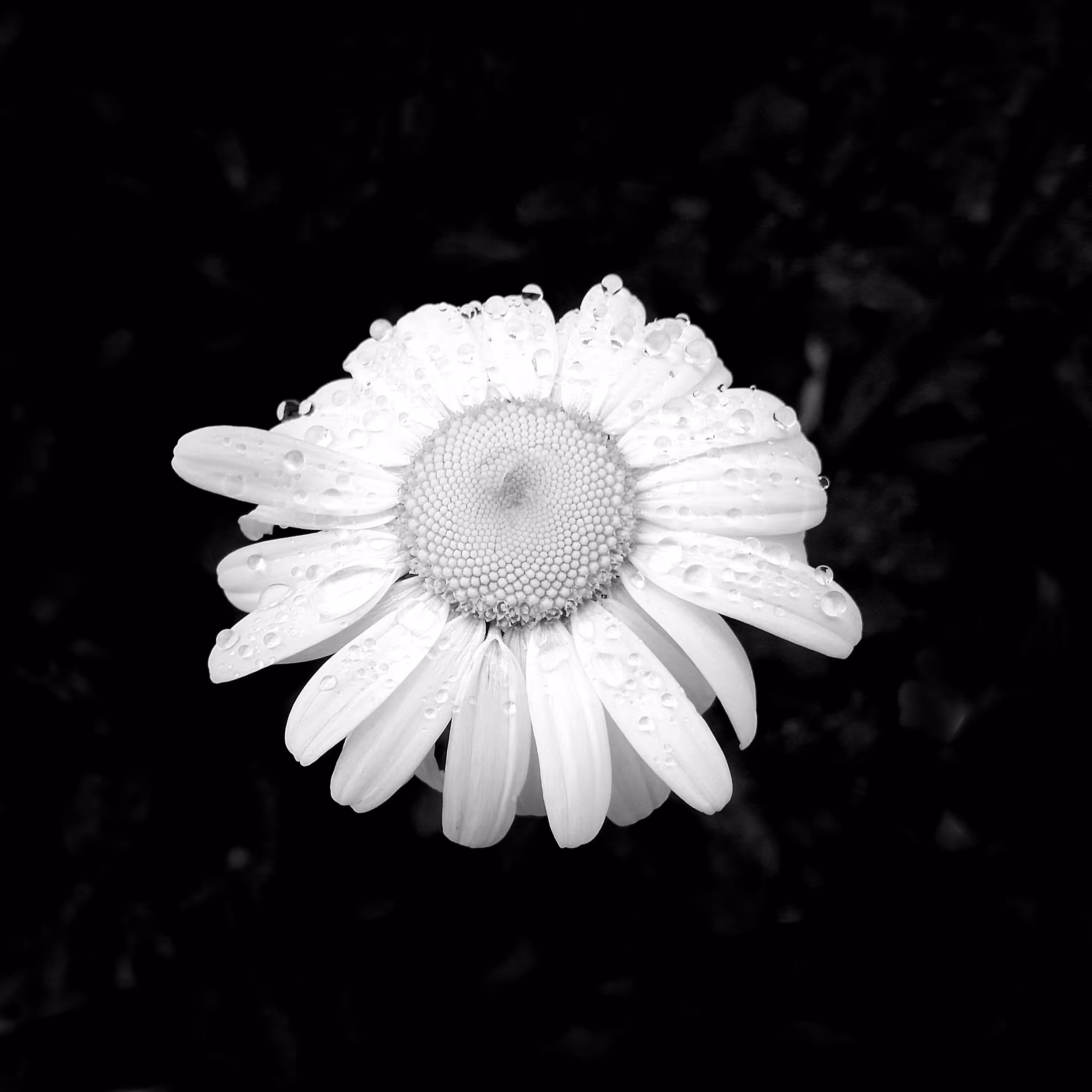 Flower 14