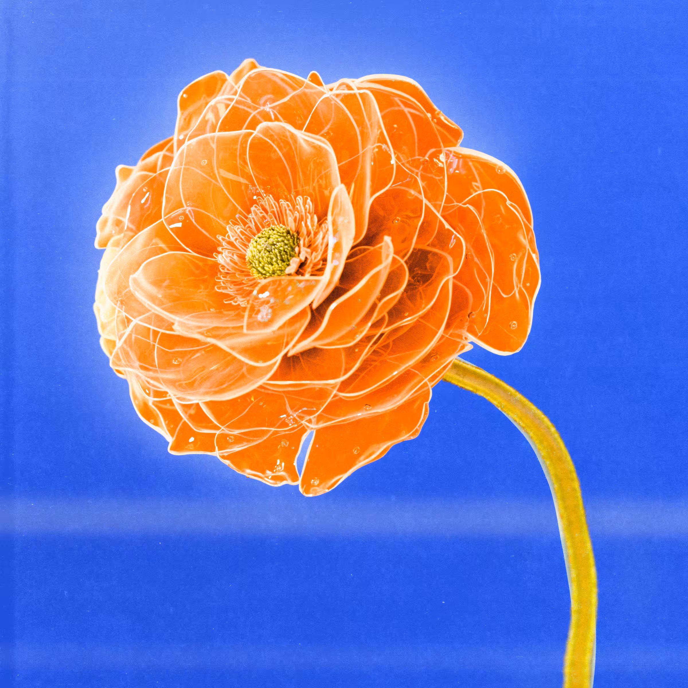 Flower #44 by Olivia Pedigo