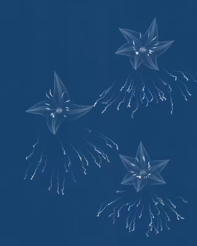 Cyanotypes #215