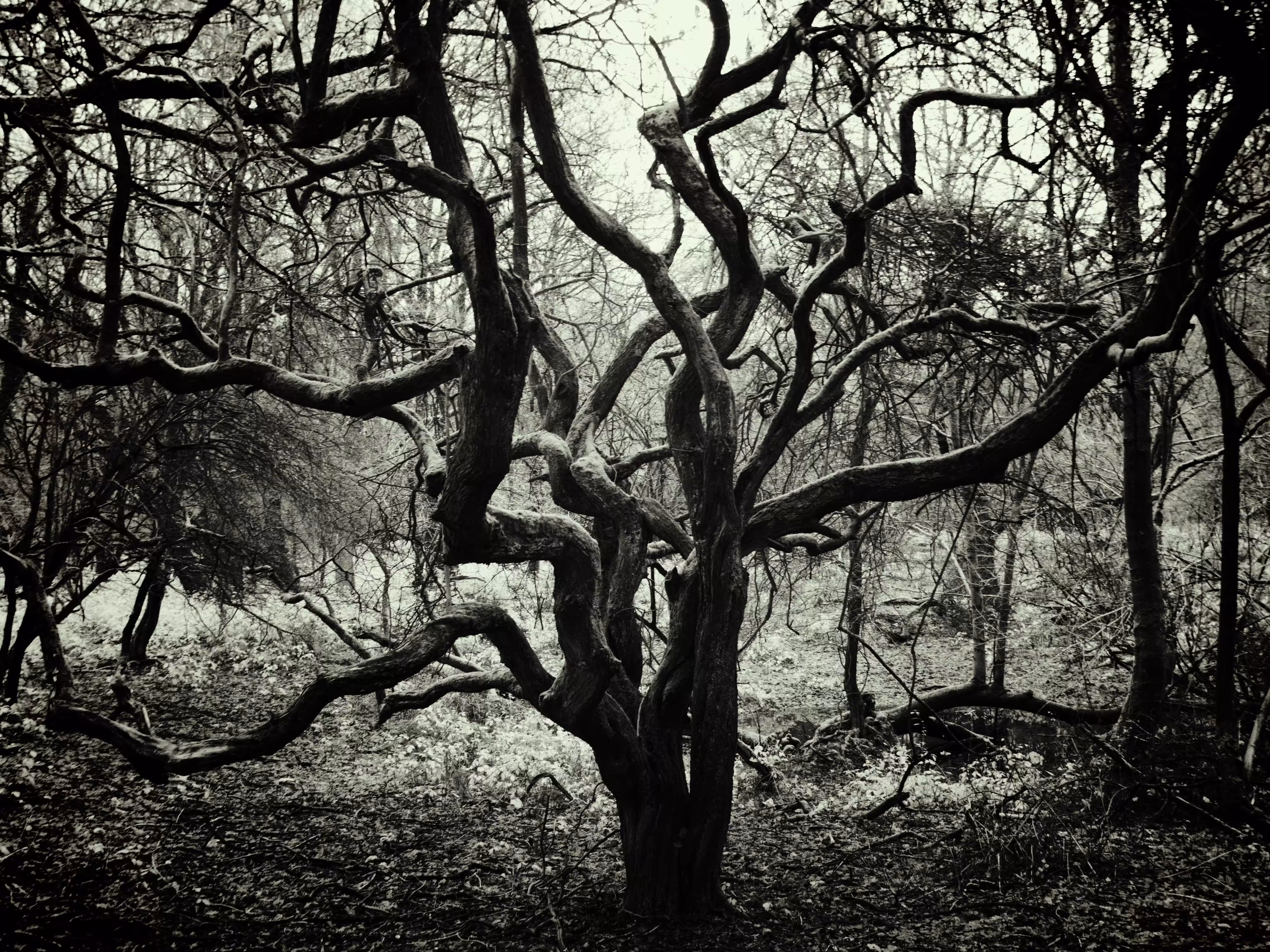 Invisible Light #21