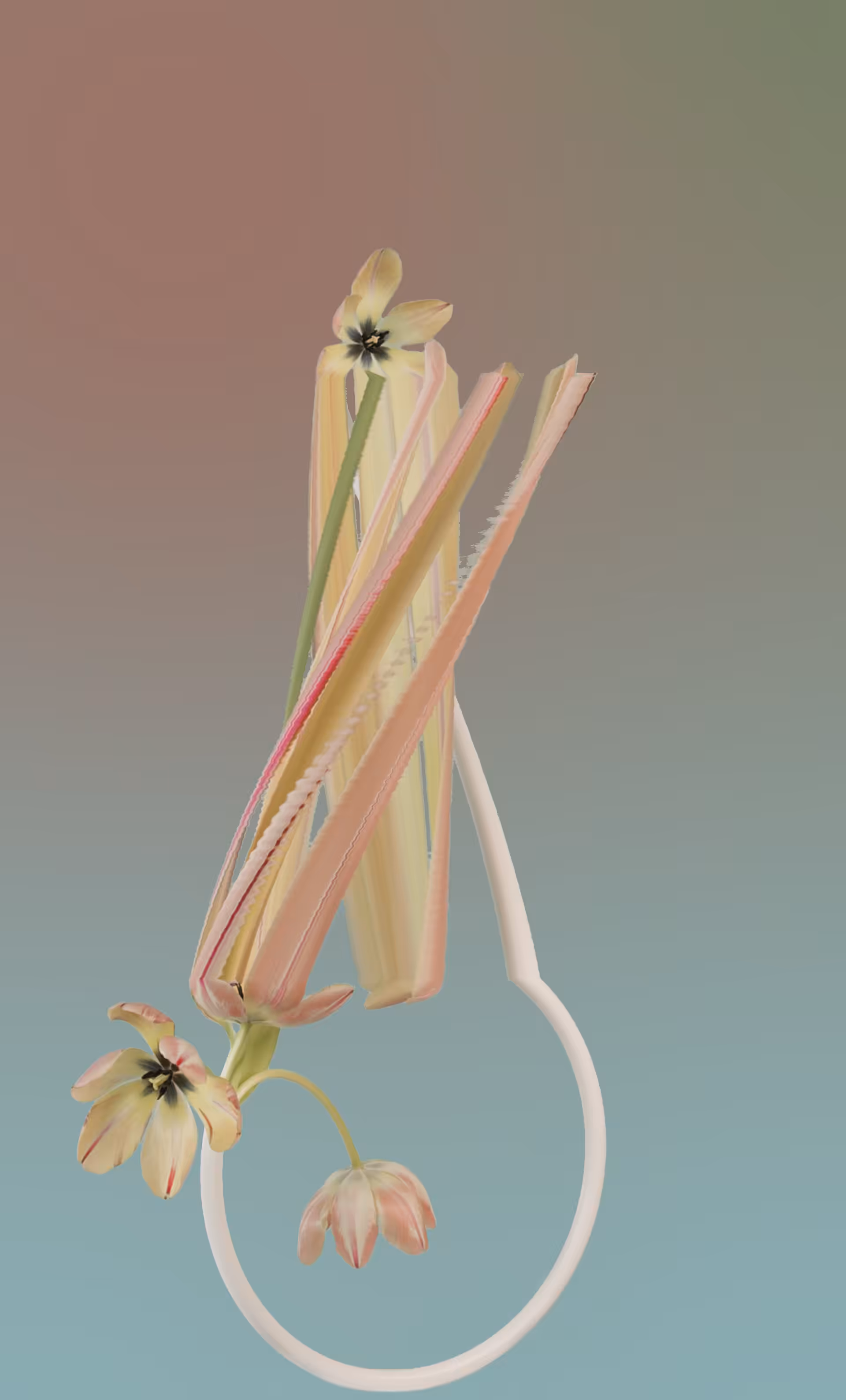 Tulip, still