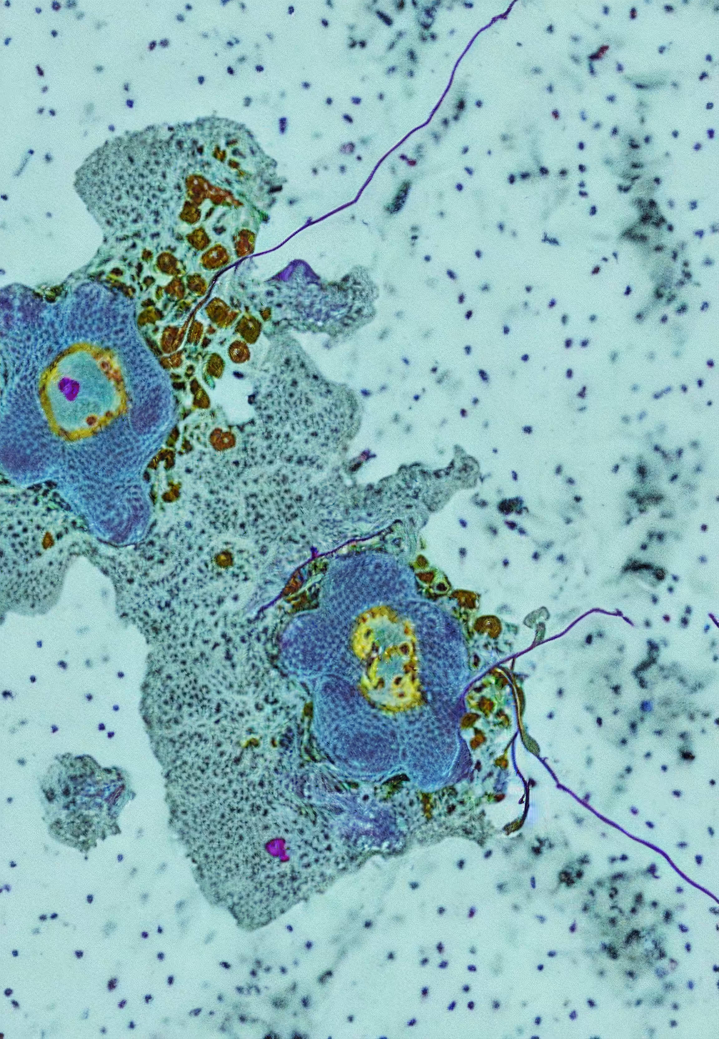 Histologia In Silico #117