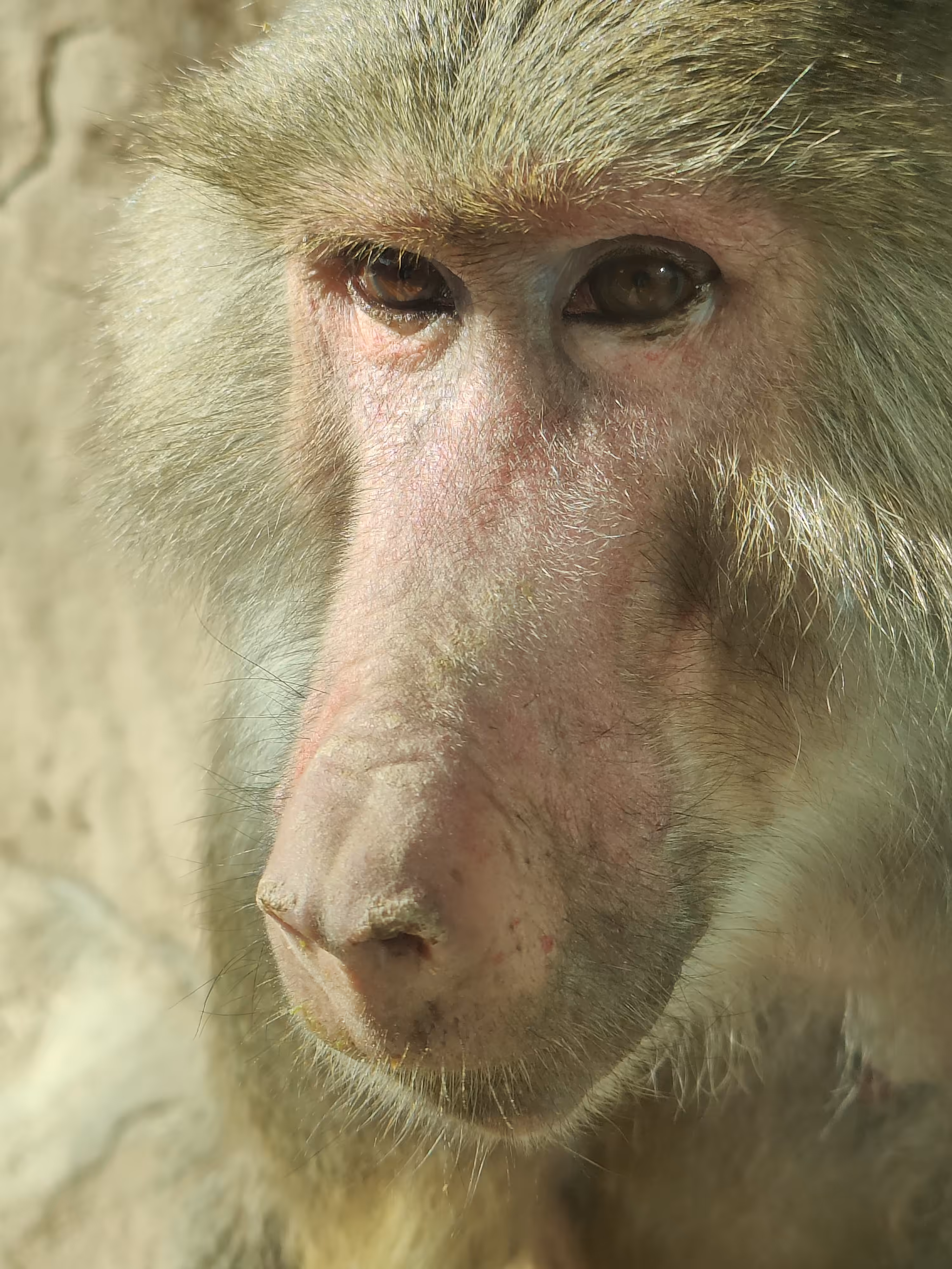 Ape in