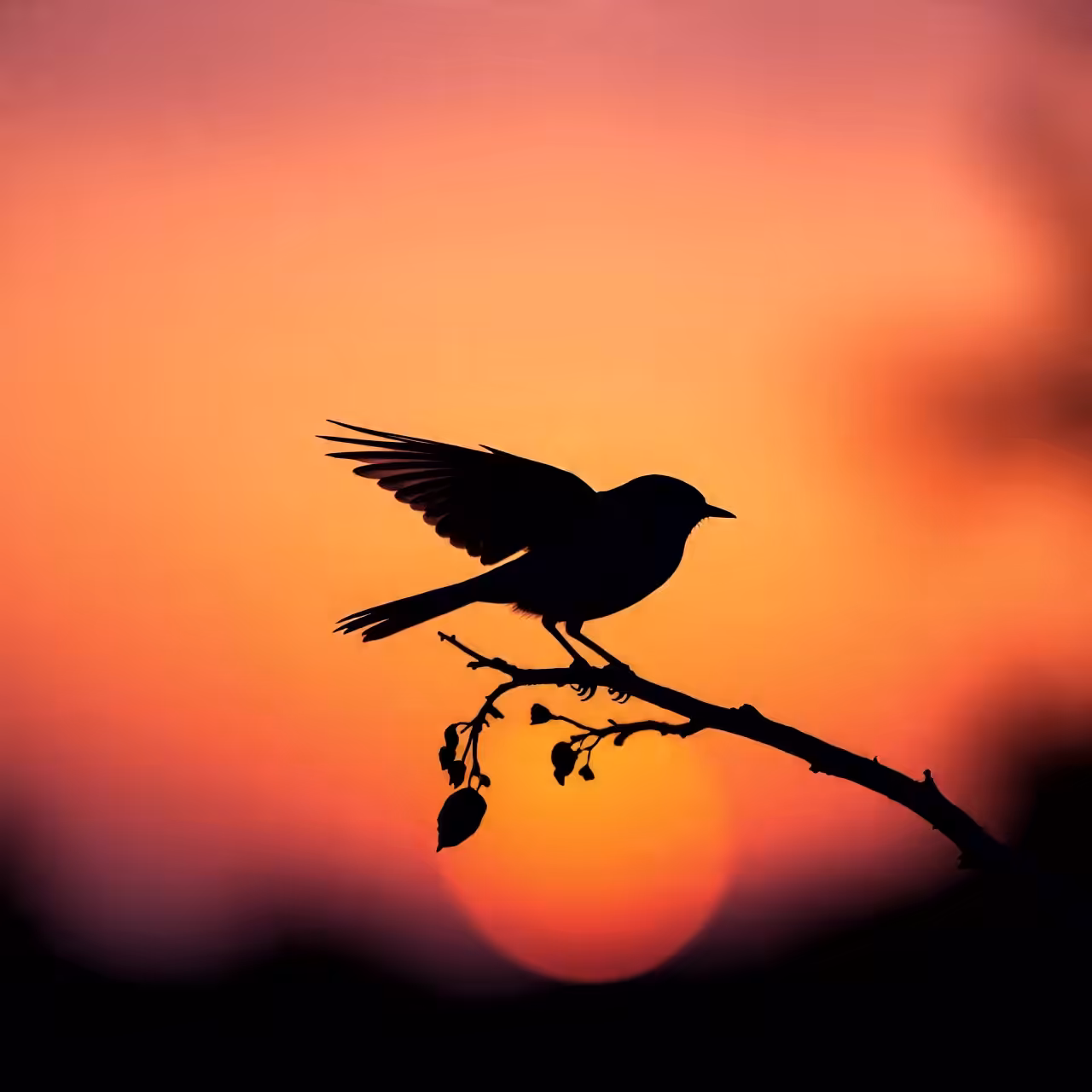 Shadow